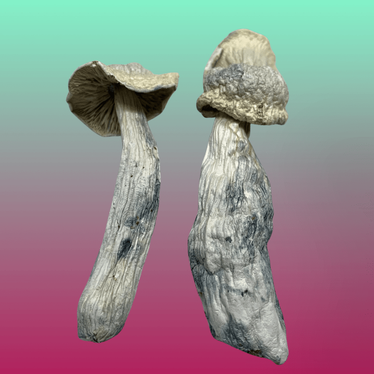 Ghost psilocybin mushrooms – dried magic mushrooms with pale caps and twisted stems, available from Baked In Bushwick.