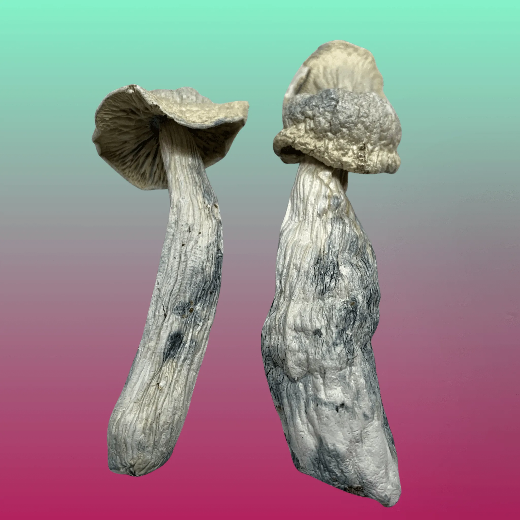 Ghost psilocybin mushrooms – dried magic mushrooms with pale caps and twisted stems, available from Baked In Bushwick.