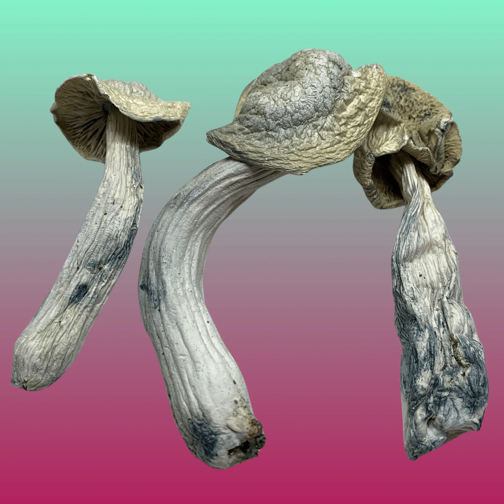 Ghost psilocybin mushrooms – dried magic mushrooms with pale caps and twisted stems, available from Baked In Bushwick.