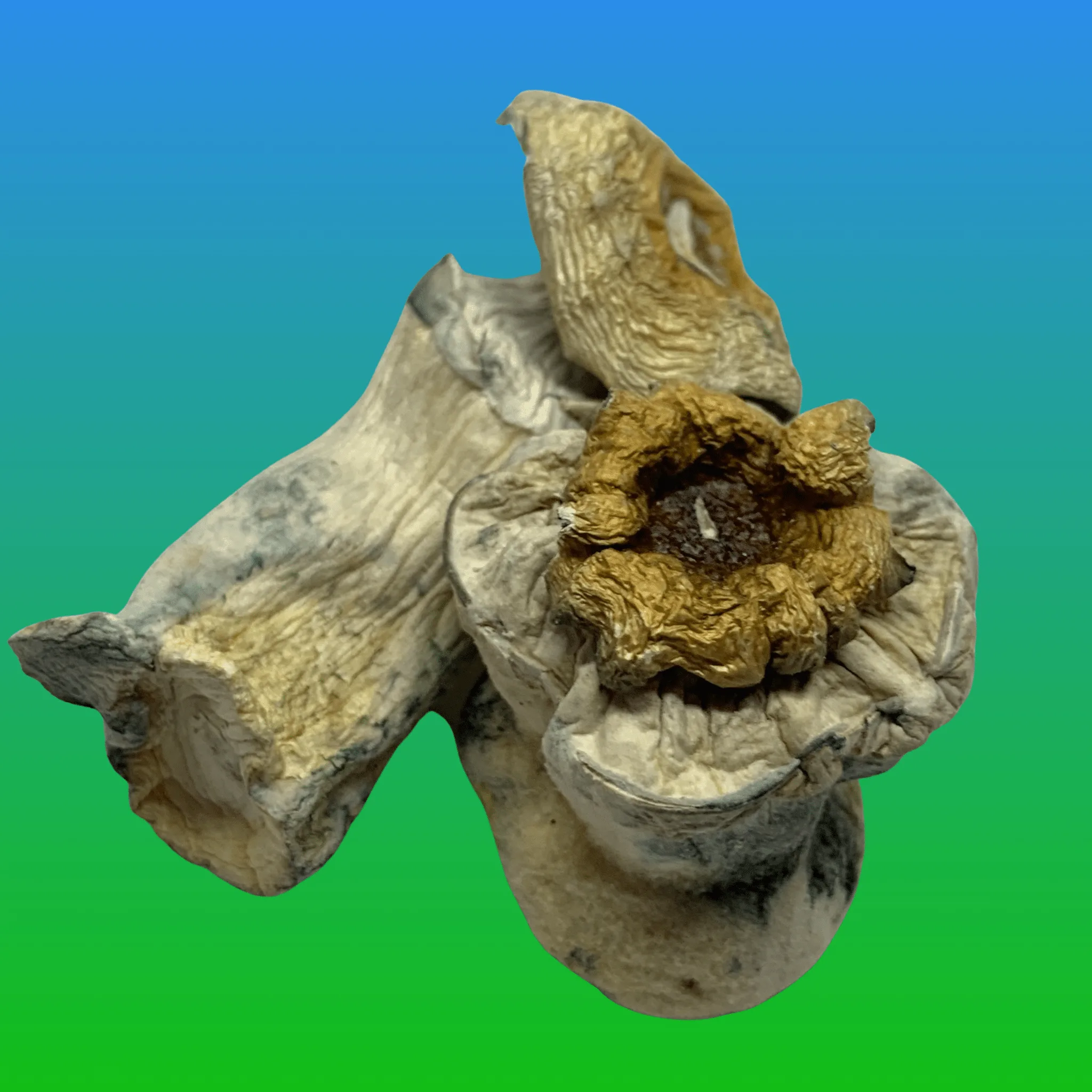 MVP psilocybin mushrooms – dried magic mushrooms with thick stems and dark caps, available at Baked In Bushwick.