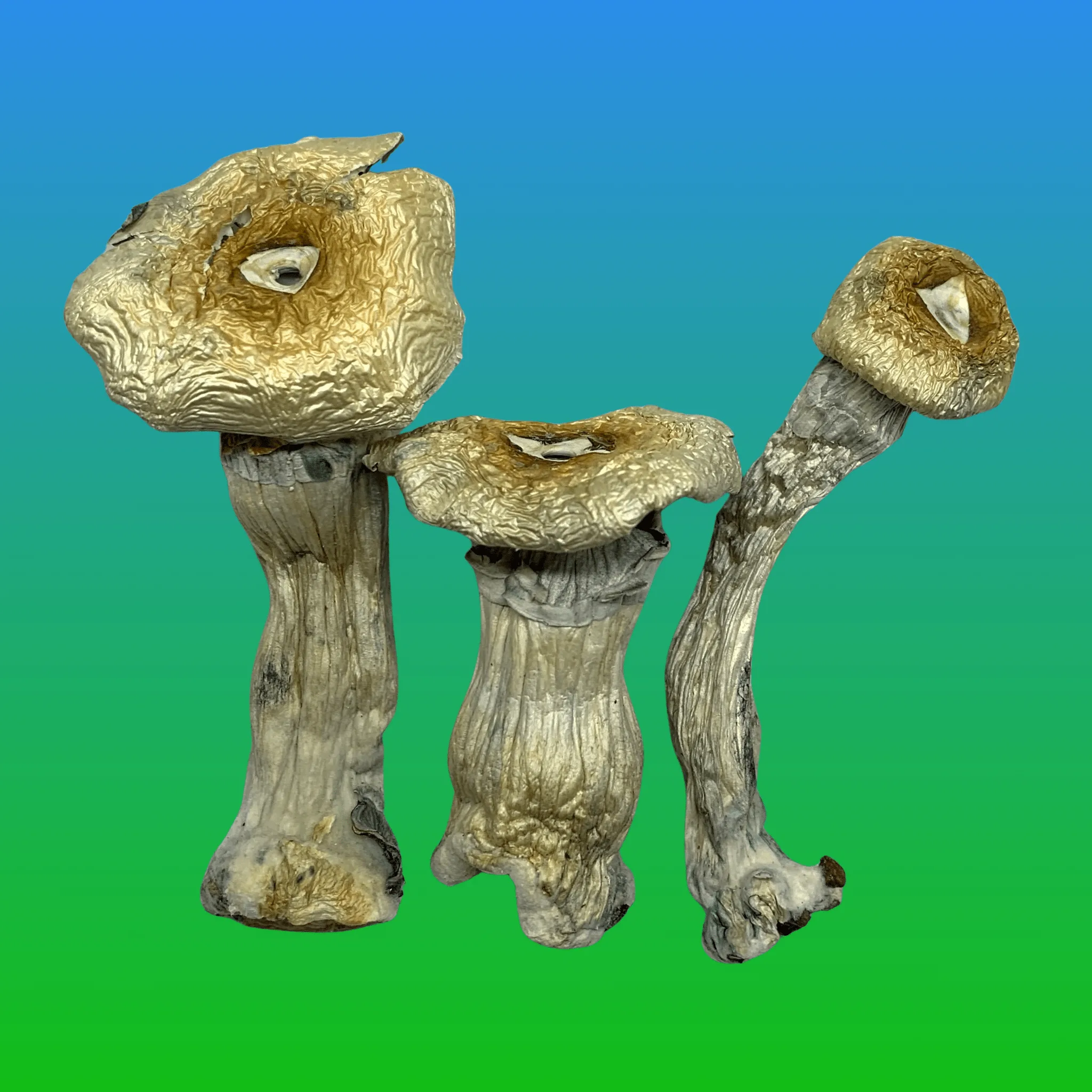 MVP psilocybin mushrooms – dried magic mushrooms with thick stems and dark caps, available at Baked In Bushwick.