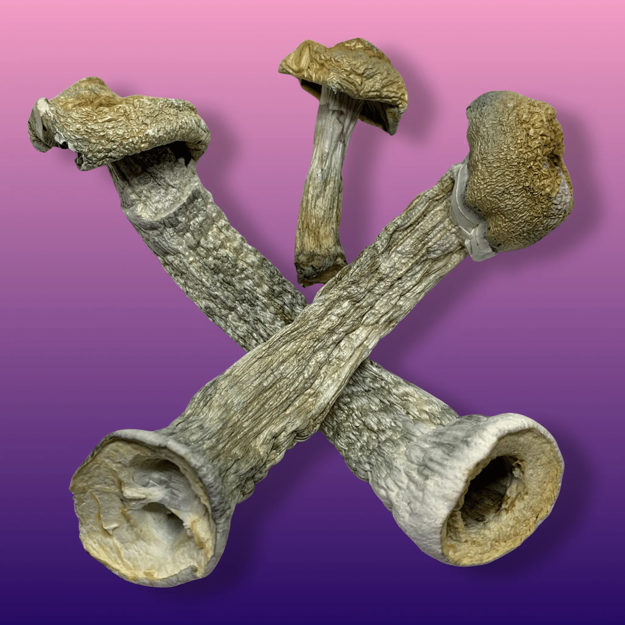 Golden Teachers magic mushrooms – dried psilocybin caps with golden tops and slender stems, available from Baked In Bushwick.