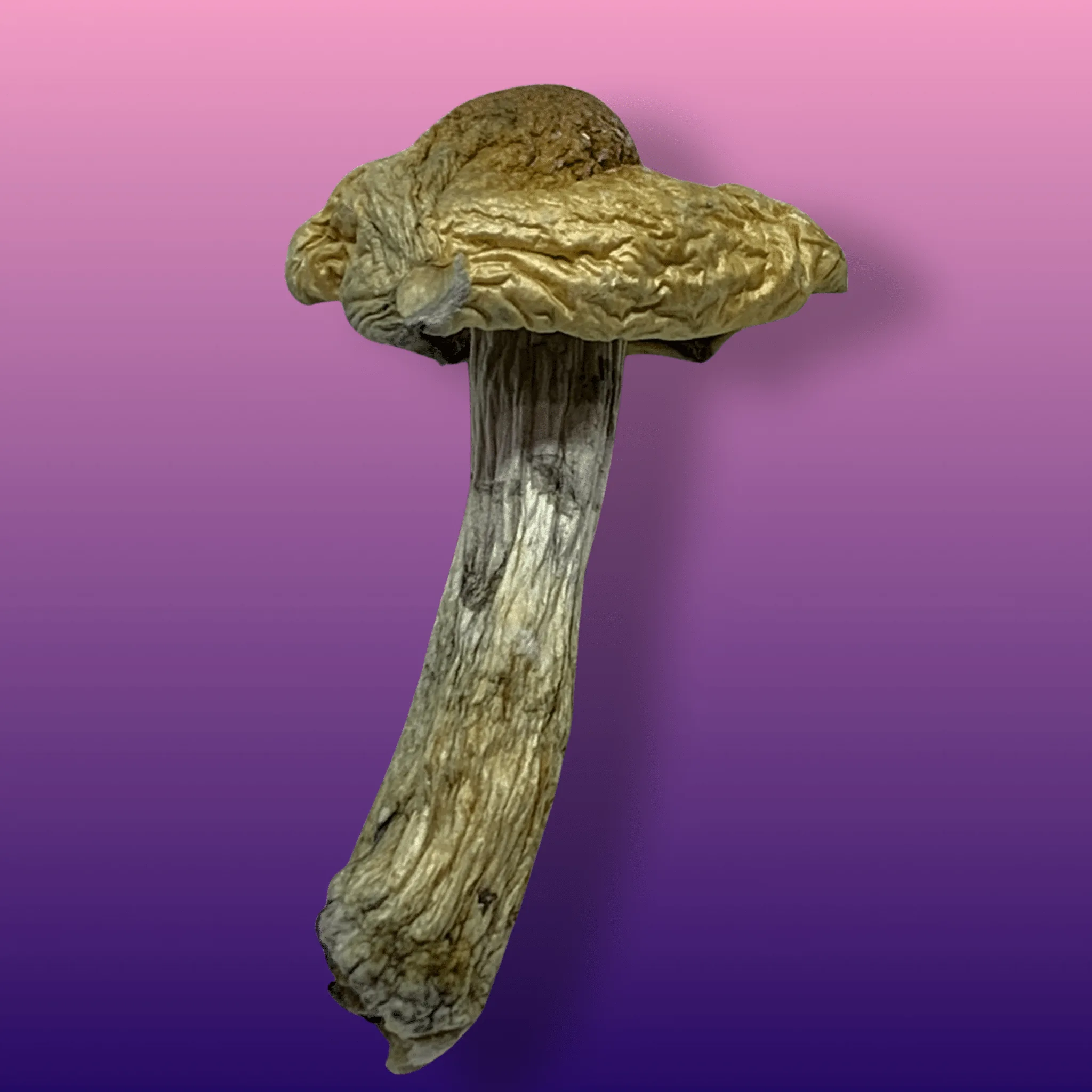Golden Teachers magic mushrooms – dried psilocybin caps with golden tops and slender stems, available from Baked In Bushwick.