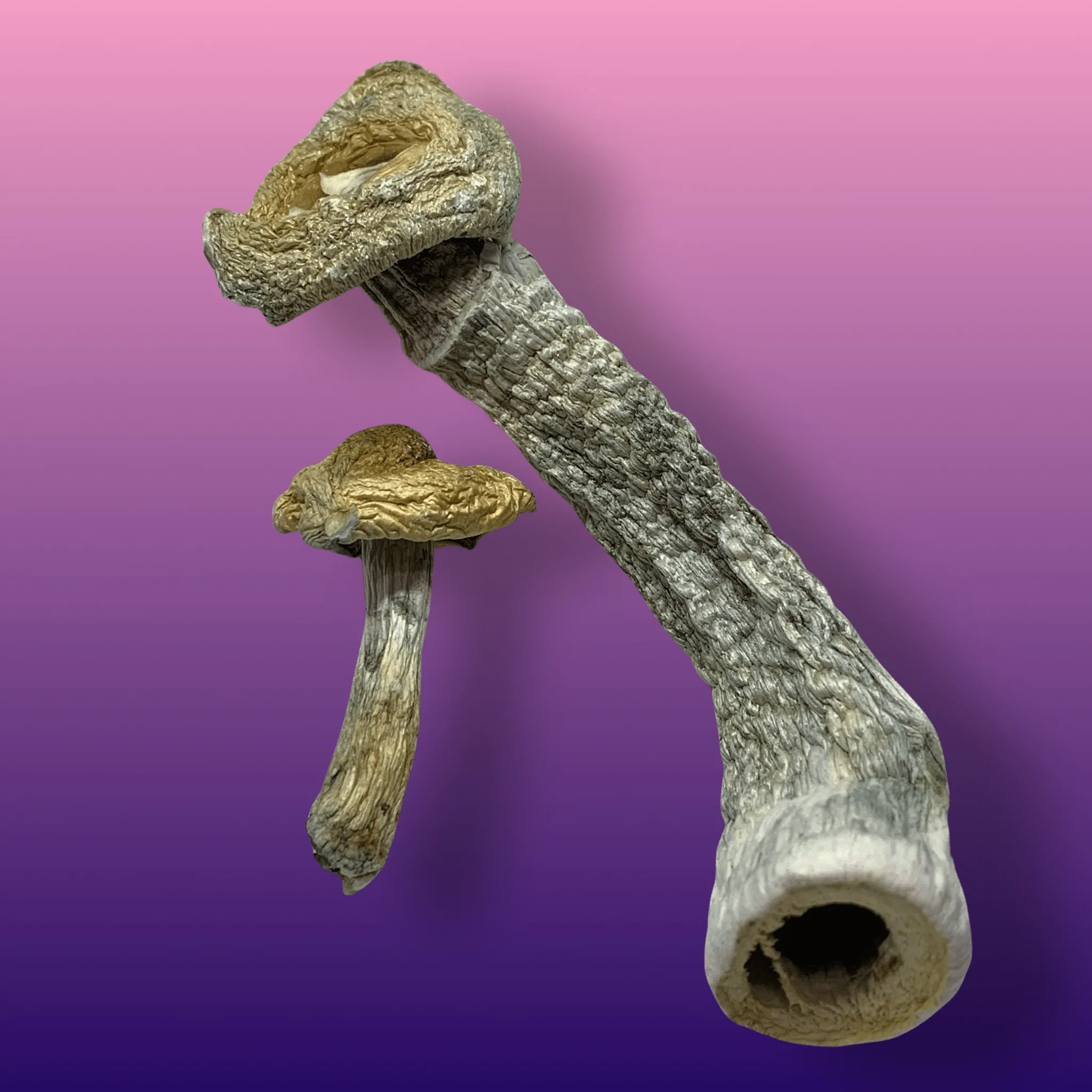 Golden Teachers magic mushrooms – dried psilocybin caps with golden tops and slender stems, available from Baked In Bushwick.
