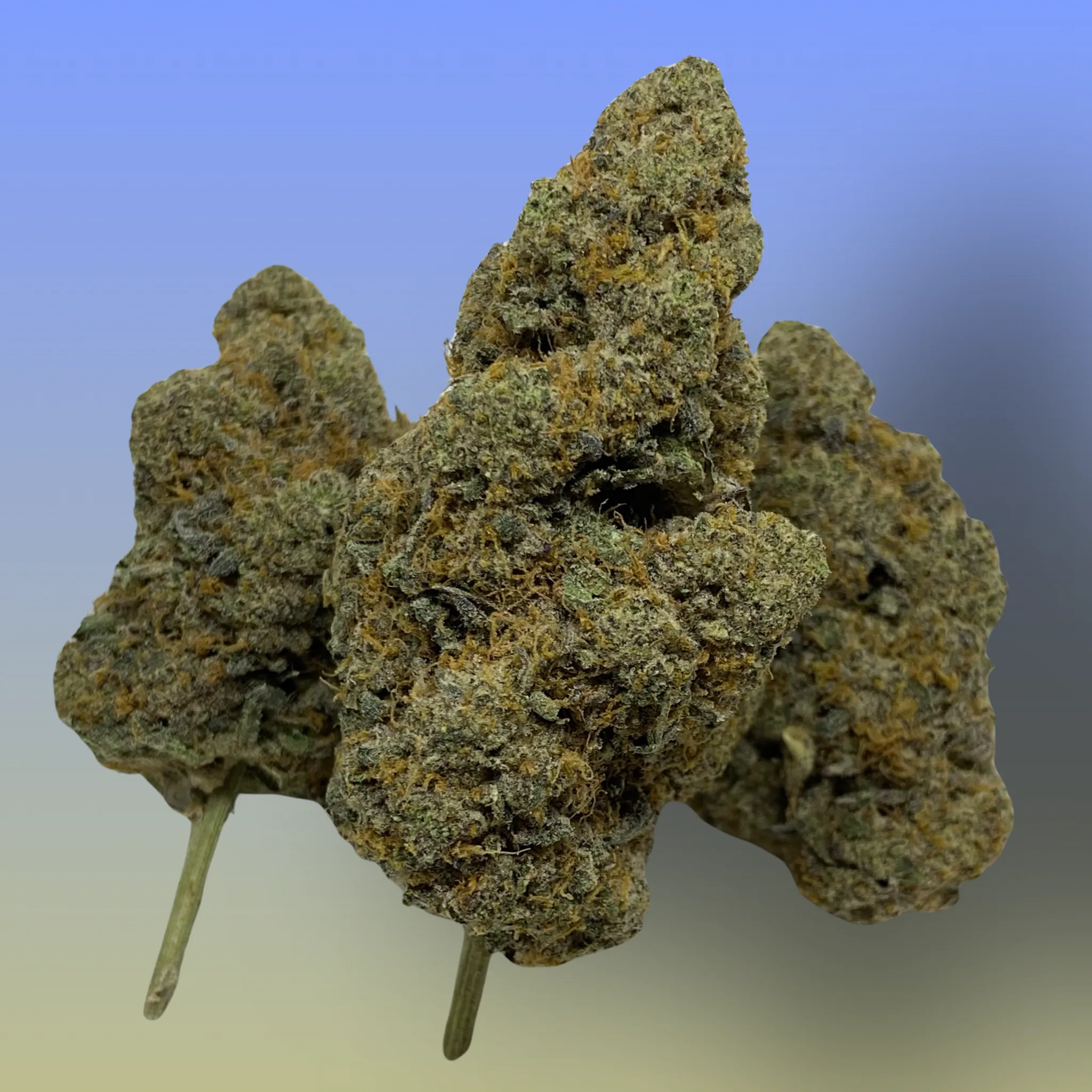 Triangle Mintz cannabis flower – frosty, dense buds with minty green tones and sweet cookie aroma, available from Baked In Bushwick.