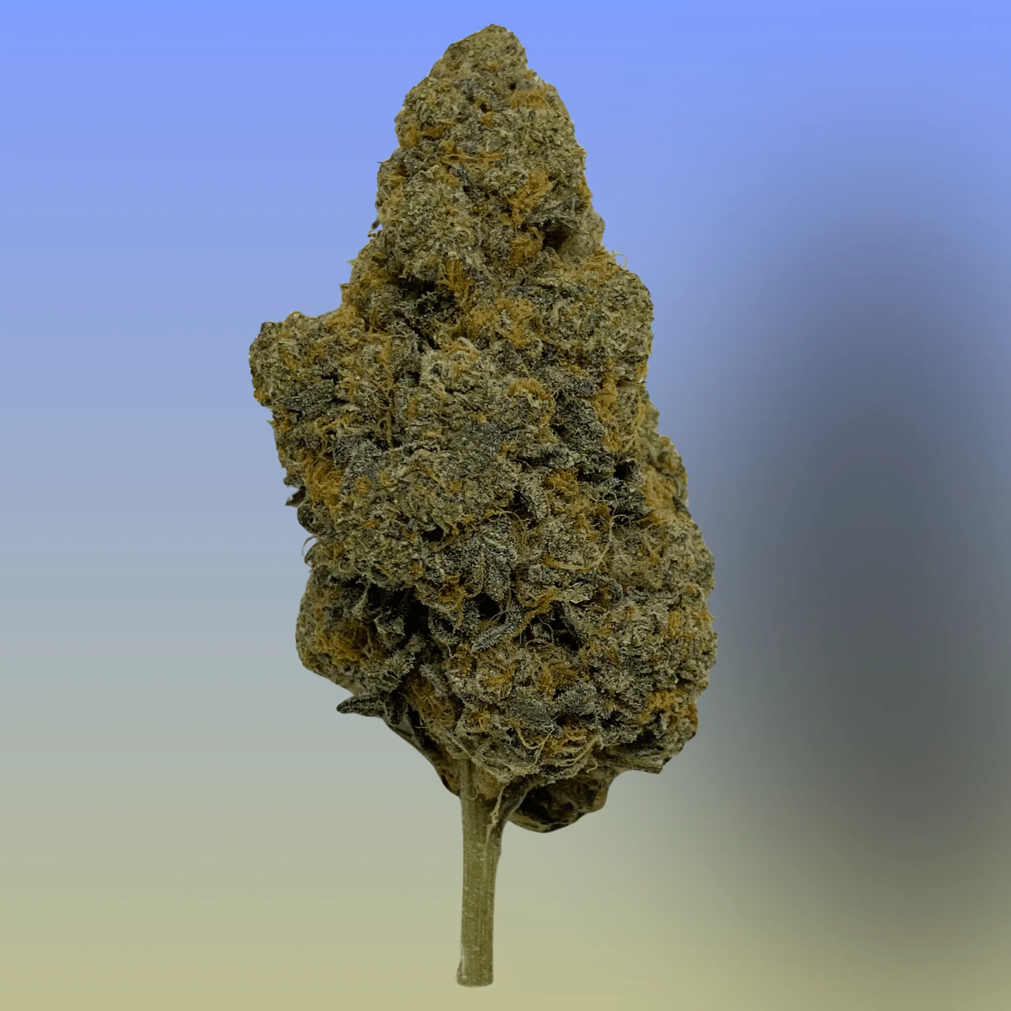 Triangle Mintz cannabis flower – frosty, dense buds with minty green tones and sweet cookie aroma, available from Baked In Bushwick.