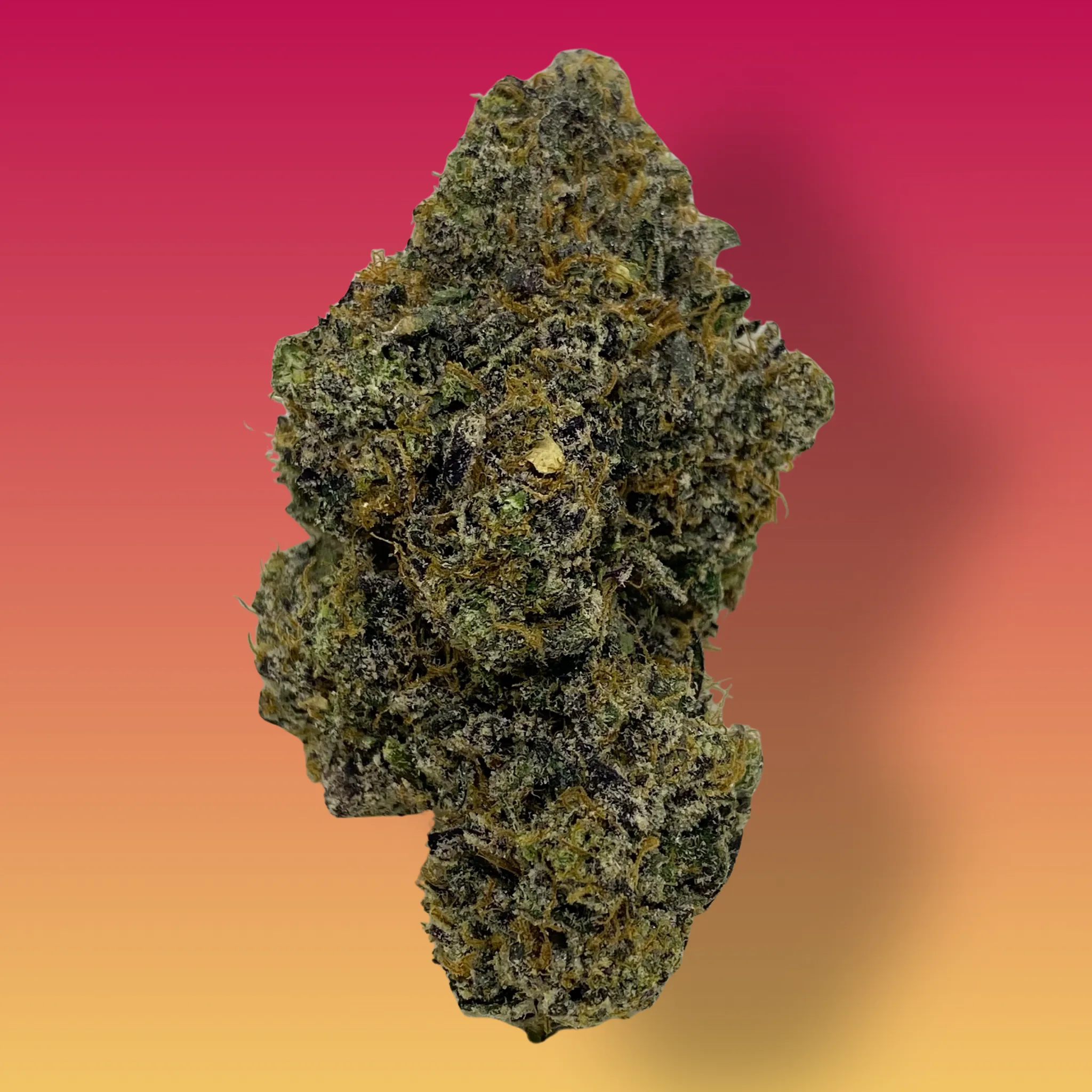 Pop Tart cannabis flower – frosty, dense buds with purple hues and fruity aroma, available for delivery from Baked In Bushwick.