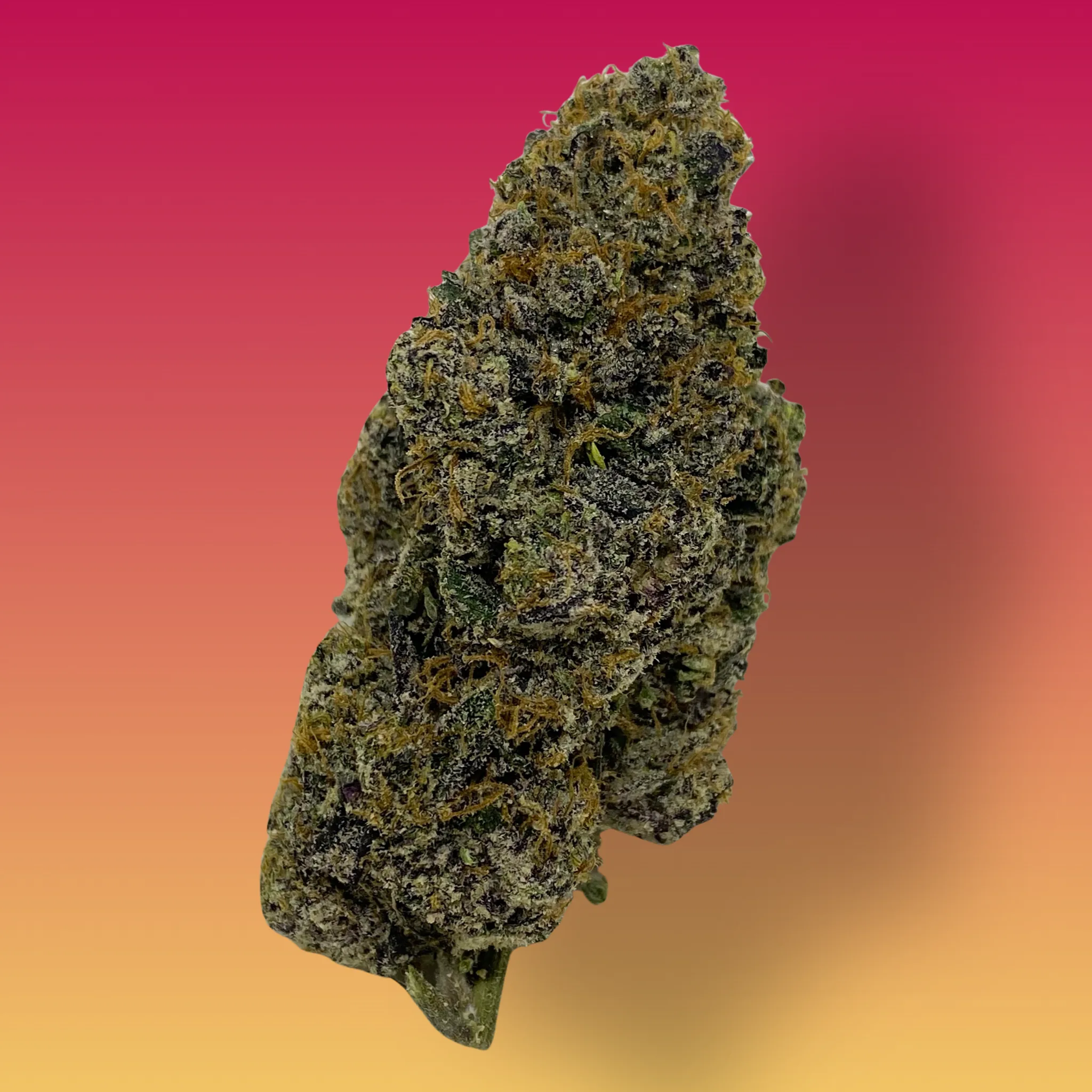 Pop Tart cannabis flower – frosty, dense buds with purple hues and fruity aroma, available for delivery from Baked In Bushwick.