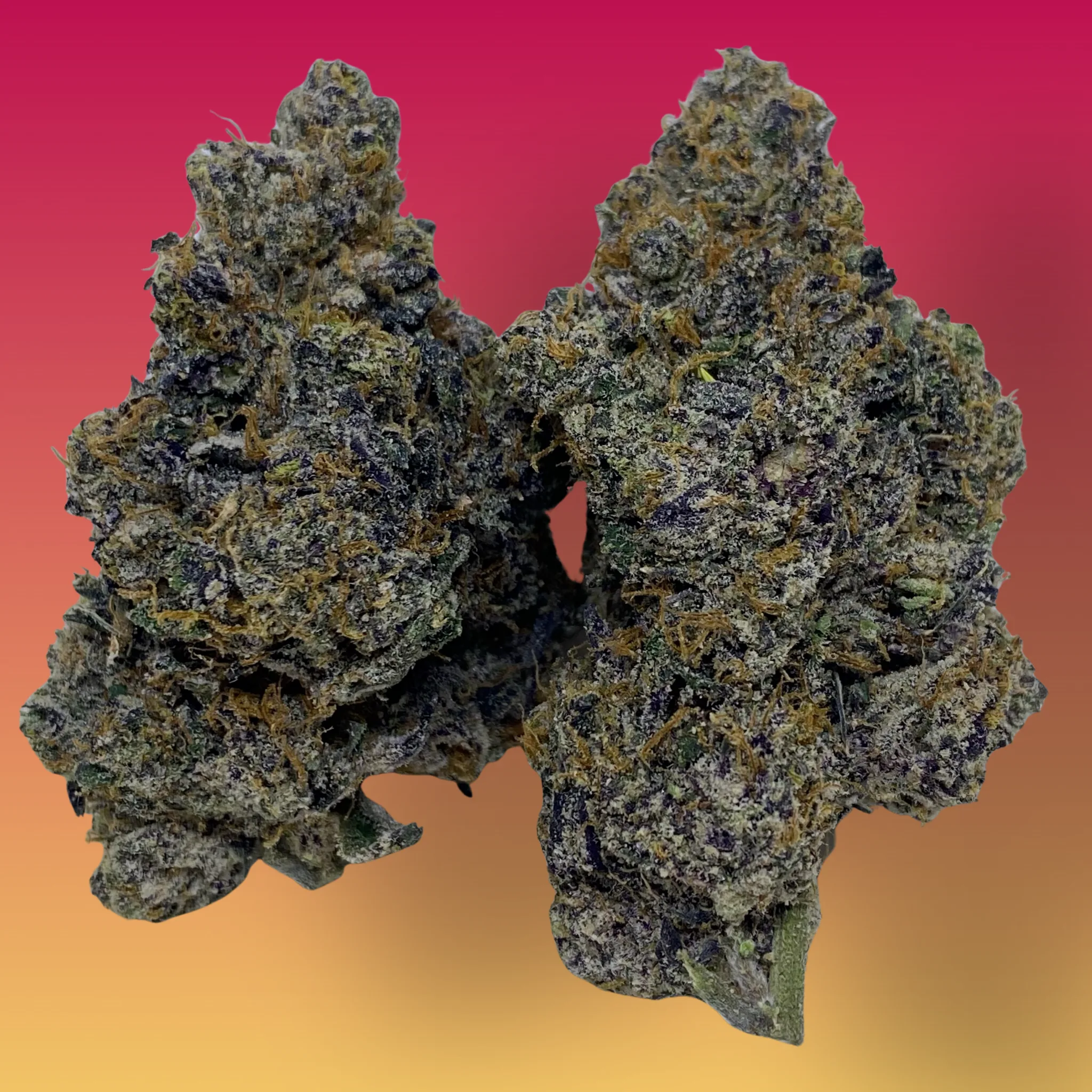 Pop Tart cannabis flower – frosty, dense buds with purple hues and fruity aroma, available for delivery from Baked In Bushwick.