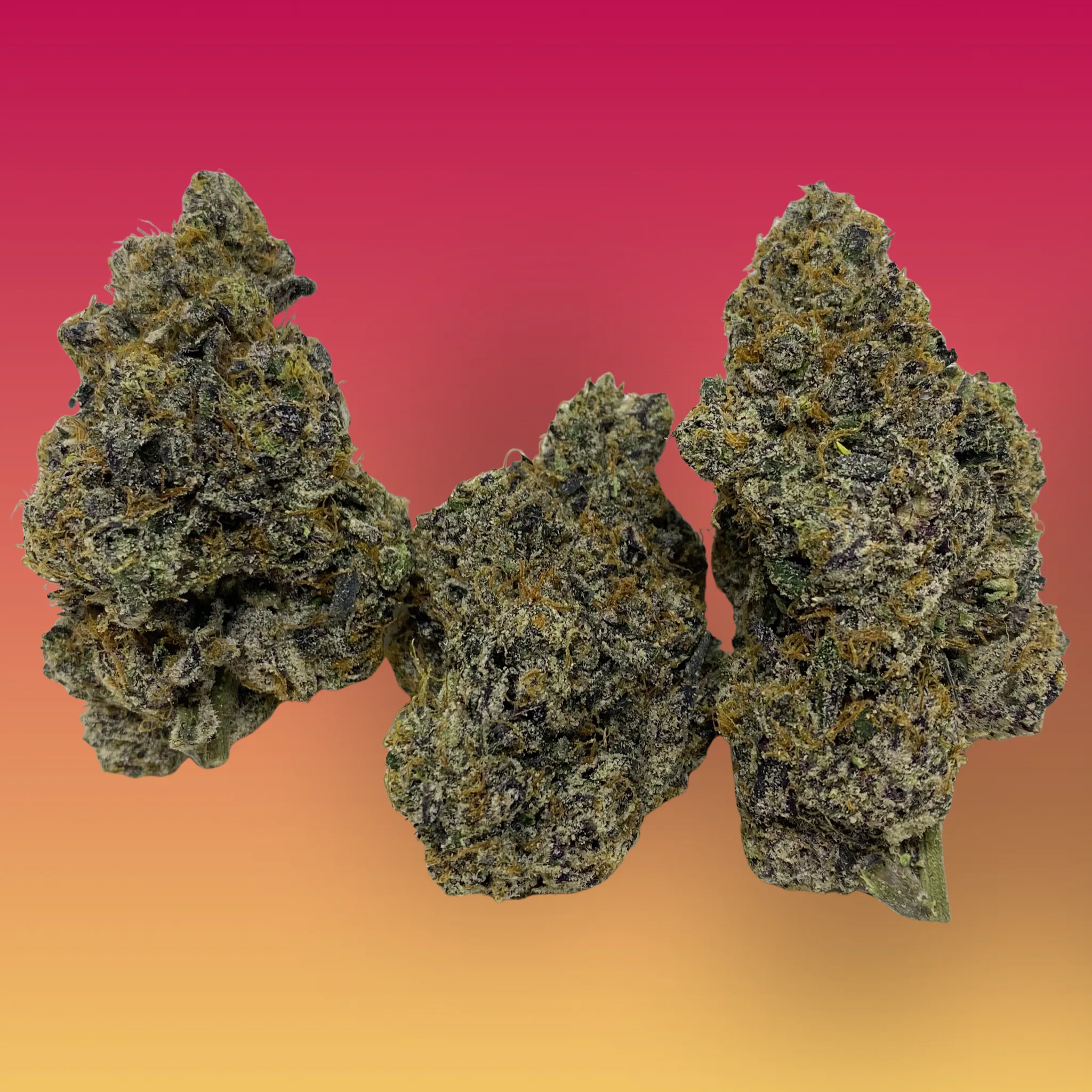 Pop Tart cannabis flower – frosty, dense buds with purple hues and fruity aroma, available for delivery from Baked In Bushwick.