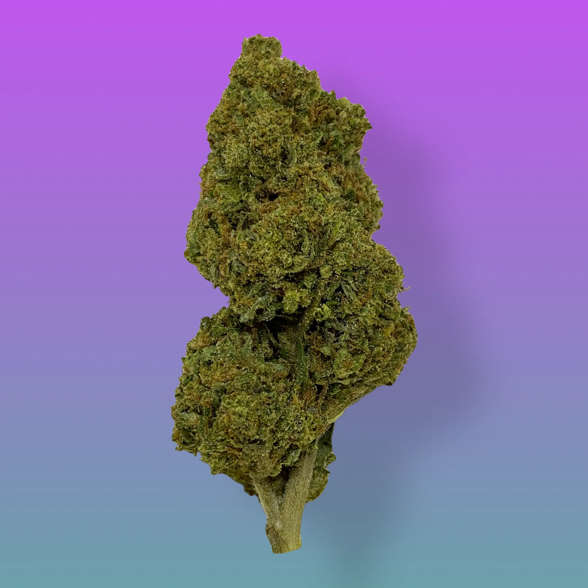 Baked In Bushwick - Canal St Runtz Hybrid Cannabis Flower - Bushwick NYC Weed Delivery