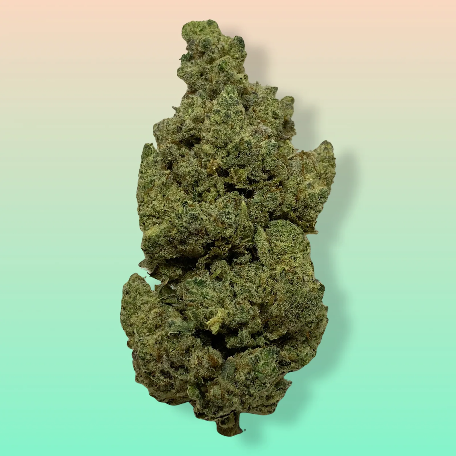 Baked In Bushwick - Gorilla Glue #4 Hybrid Cannabis Flower - Bushwick Premium Weed Delivery