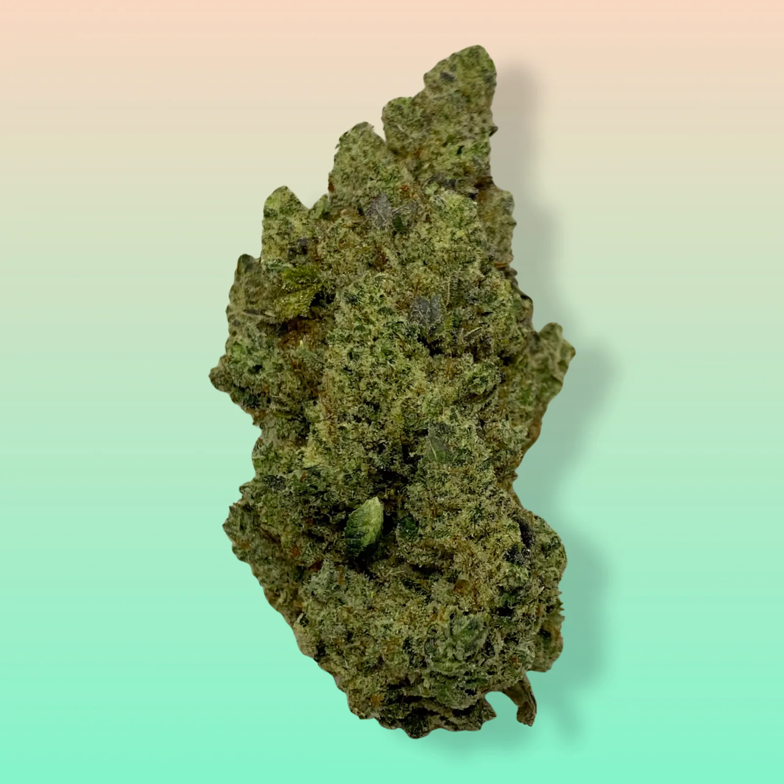 Baked In Bushwick - Gorilla Glue #4 Hybrid Cannabis Flower - Bushwick Premium Weed Delivery