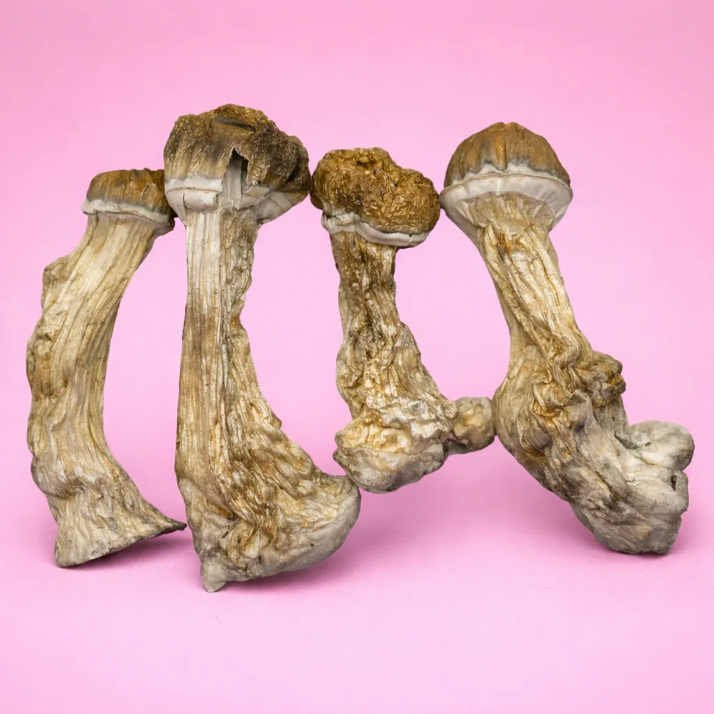 Hillbilly Pumpkin mushrooms – dried psilocybin mushrooms with golden-orange caps and thick stems, available from Baked In Bushwick.