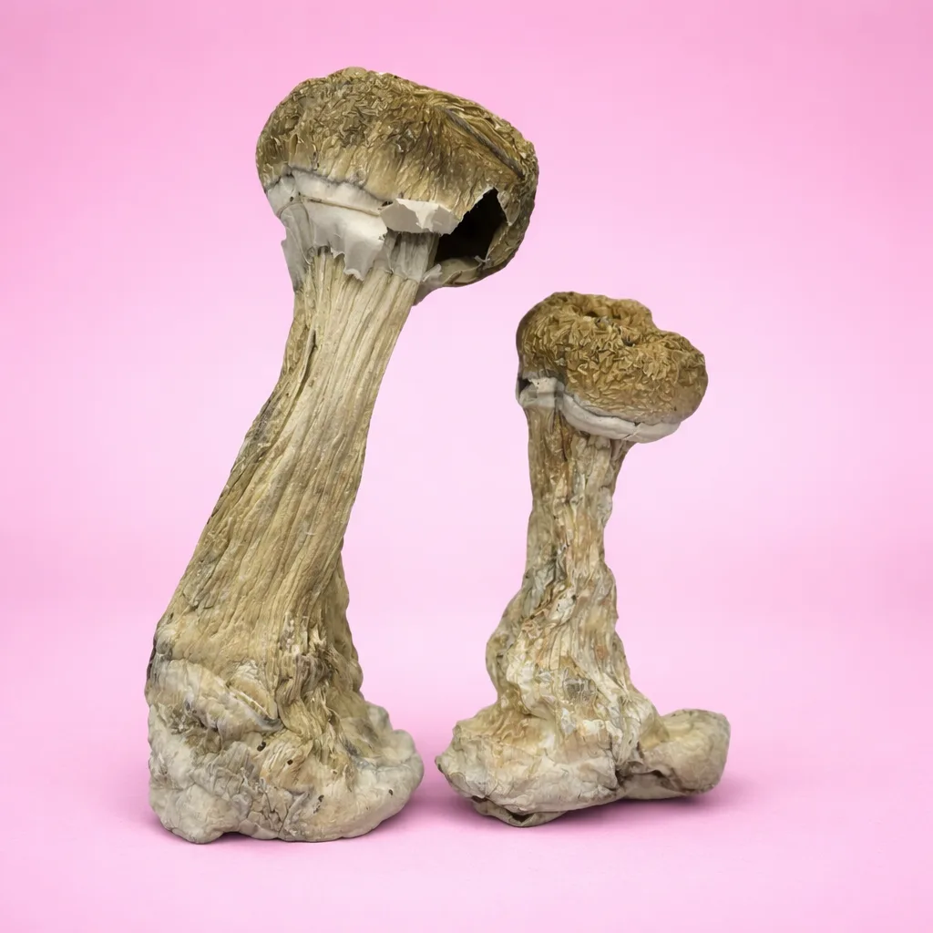 Hillbilly Pumpkin mushrooms – dried psilocybin mushrooms with golden-orange caps and thick stems, available from Baked In Bushwick.