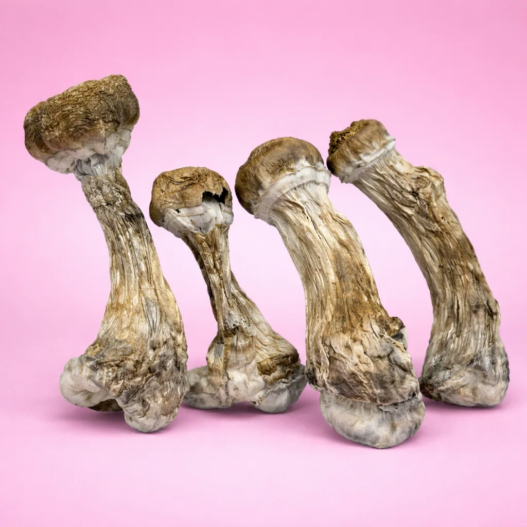 Hillbilly Pumpkin mushrooms – dried psilocybin mushrooms with golden-orange caps and thick stems, available from Baked In Bushwick.