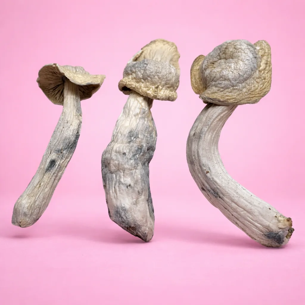Ghost psilocybin mushrooms – dried magic mushrooms with pale caps and twisted stems, available from Baked In Bushwick.