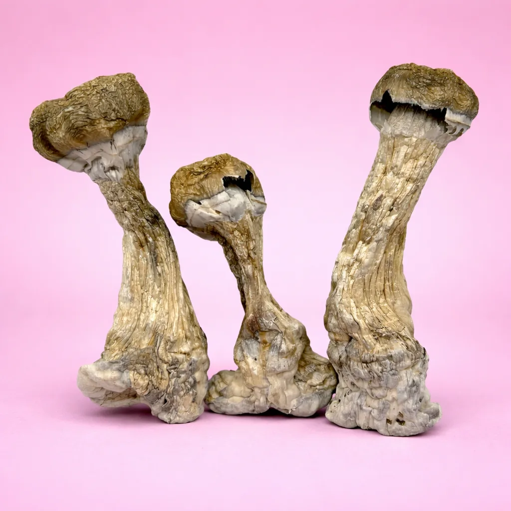 Hillbilly Pumpkin mushrooms – dried psilocybin mushrooms with golden-orange caps and thick stems, available from Baked In Bushwick.