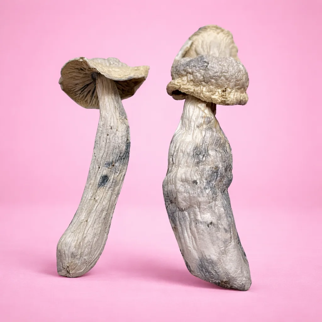 Ghost psilocybin mushrooms – dried magic mushrooms with pale caps and twisted stems, available from Baked In Bushwick.