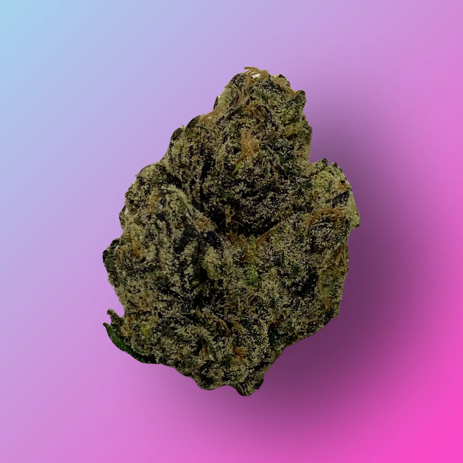 Close-up of Candyland cannabis buds showcasing golden trichomes and purple hues.