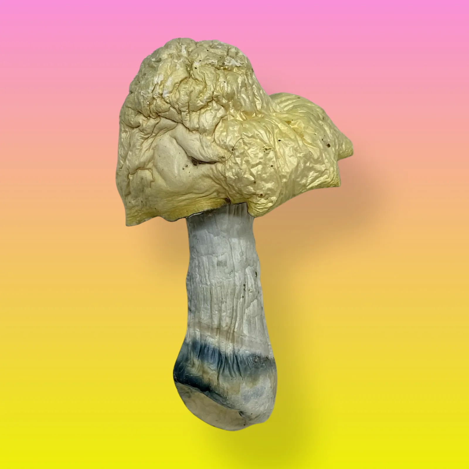 Shakti mushrooms with vibrant colors, known for their energizing and uplifting psilocybin effects.