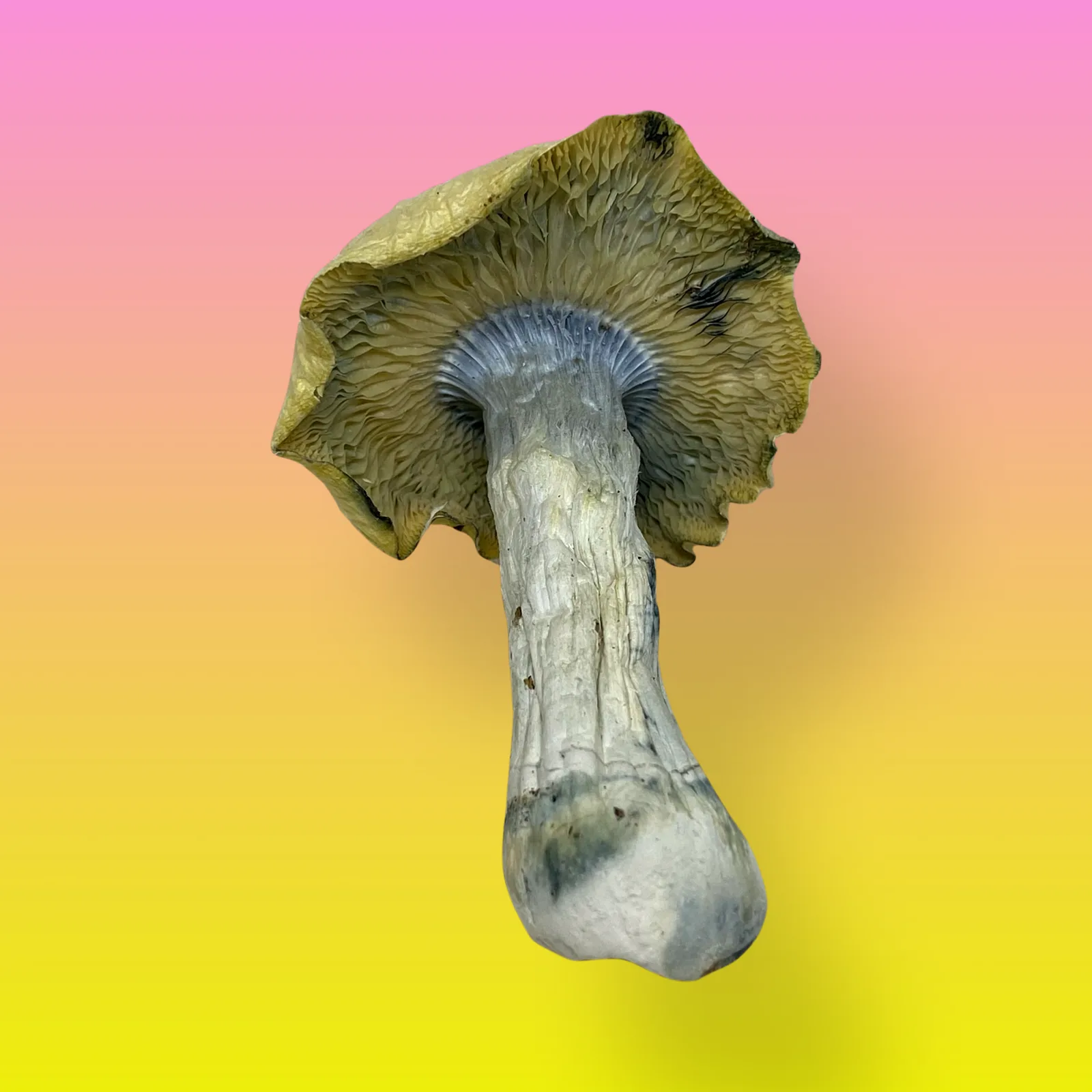Shakti mushrooms with vibrant colors, known for their energizing and uplifting psilocybin effects.