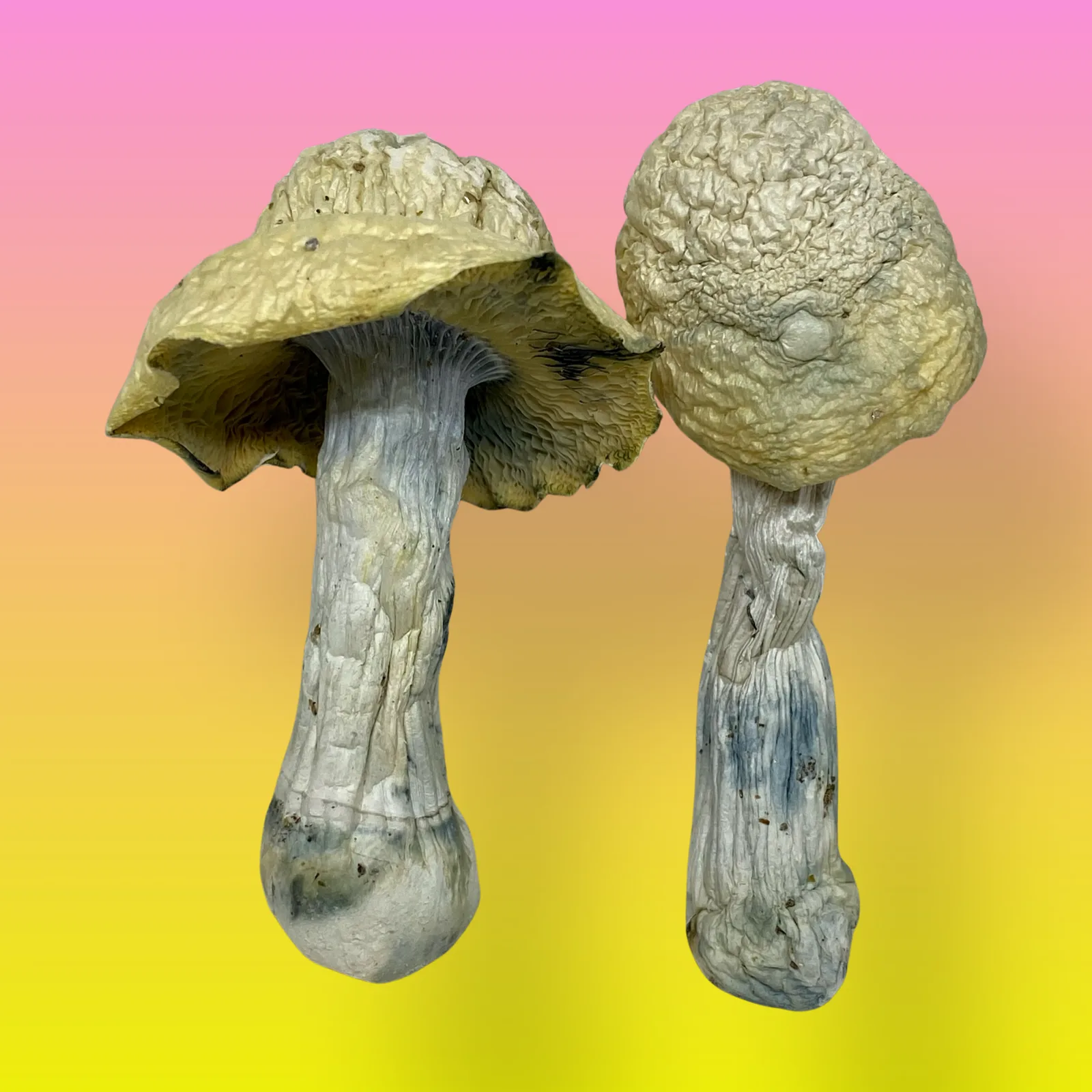 Shakti mushrooms with vibrant colors, known for their energizing and uplifting psilocybin effects.