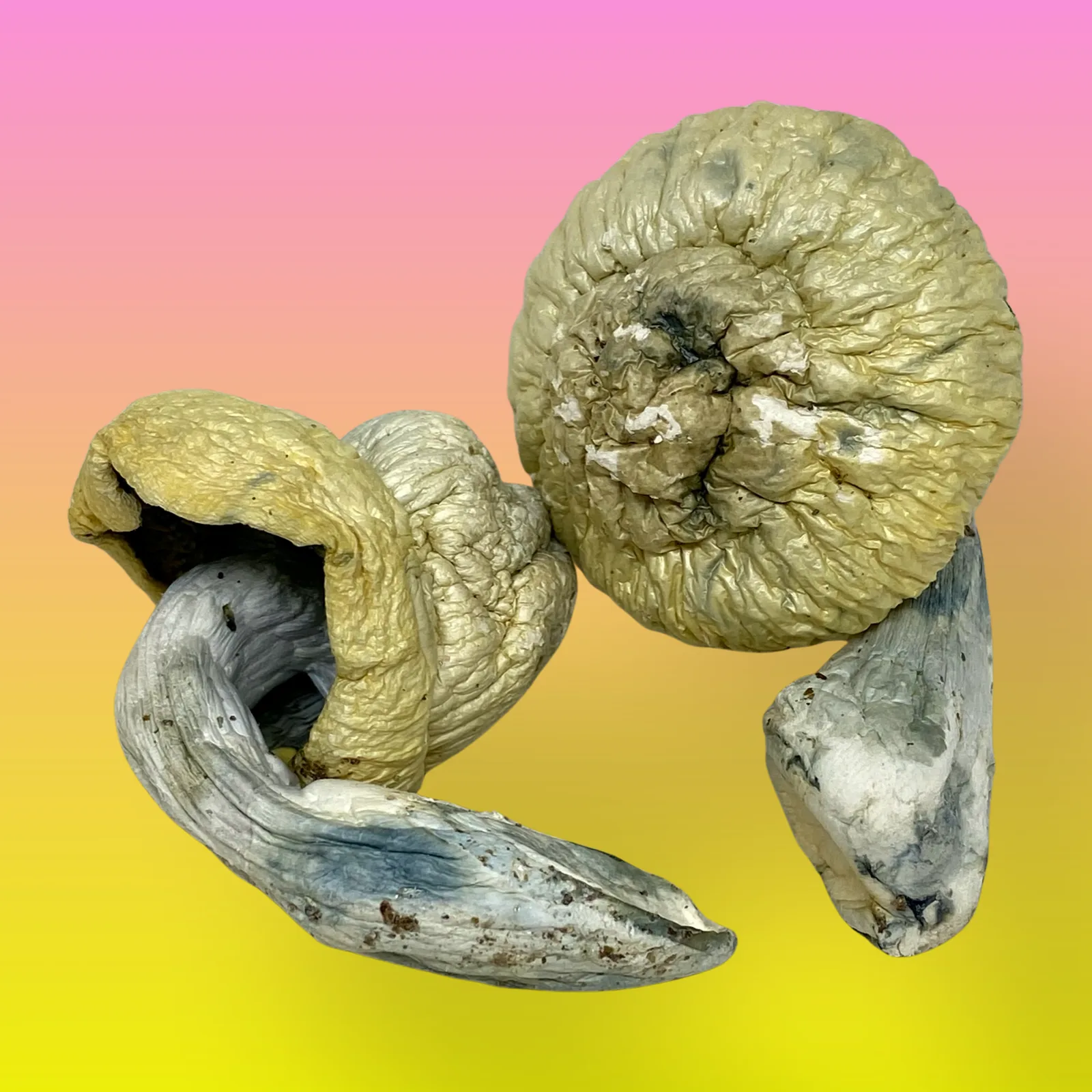 Shakti mushrooms with vibrant colors, known for their energizing and uplifting psilocybin effects.