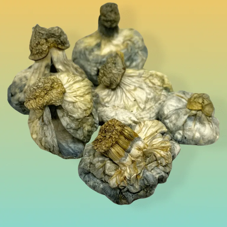 APETAR Psilocybin Mushrooms – High-potency mushrooms offering euphoria and mental clarity.