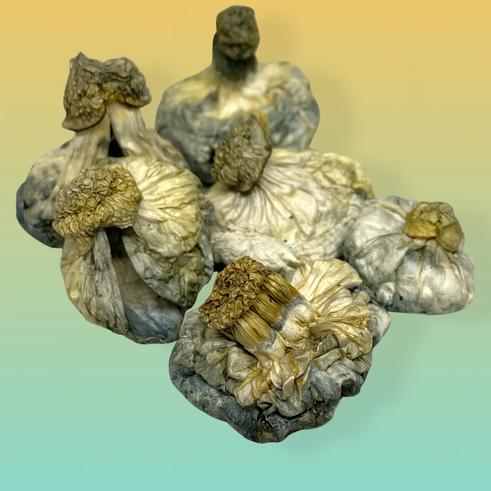 APETAR Psilocybin Mushrooms – High-potency mushrooms offering euphoria and mental clarity.