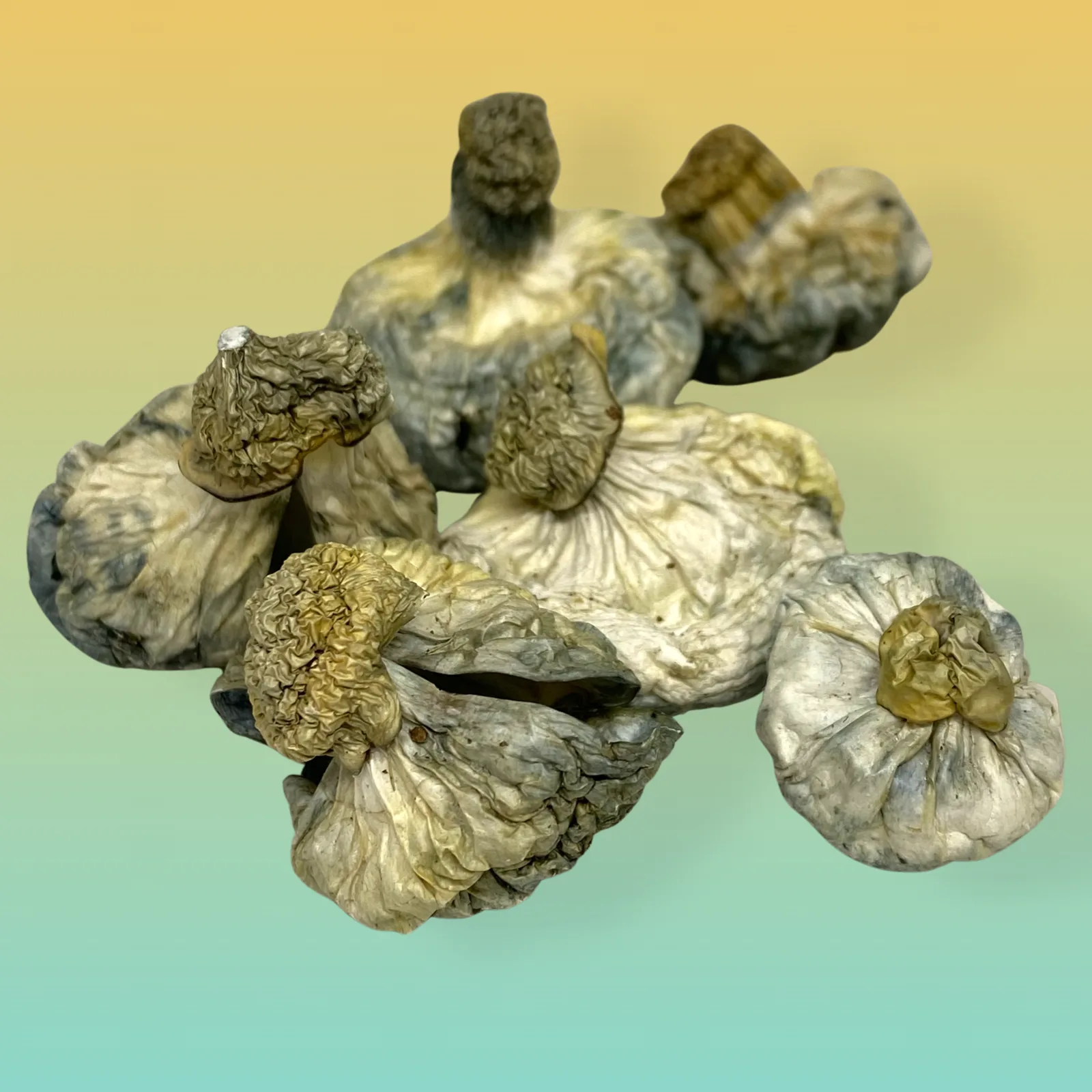 APETAR Psilocybin Mushrooms – High-potency mushrooms offering euphoria and mental clarity.