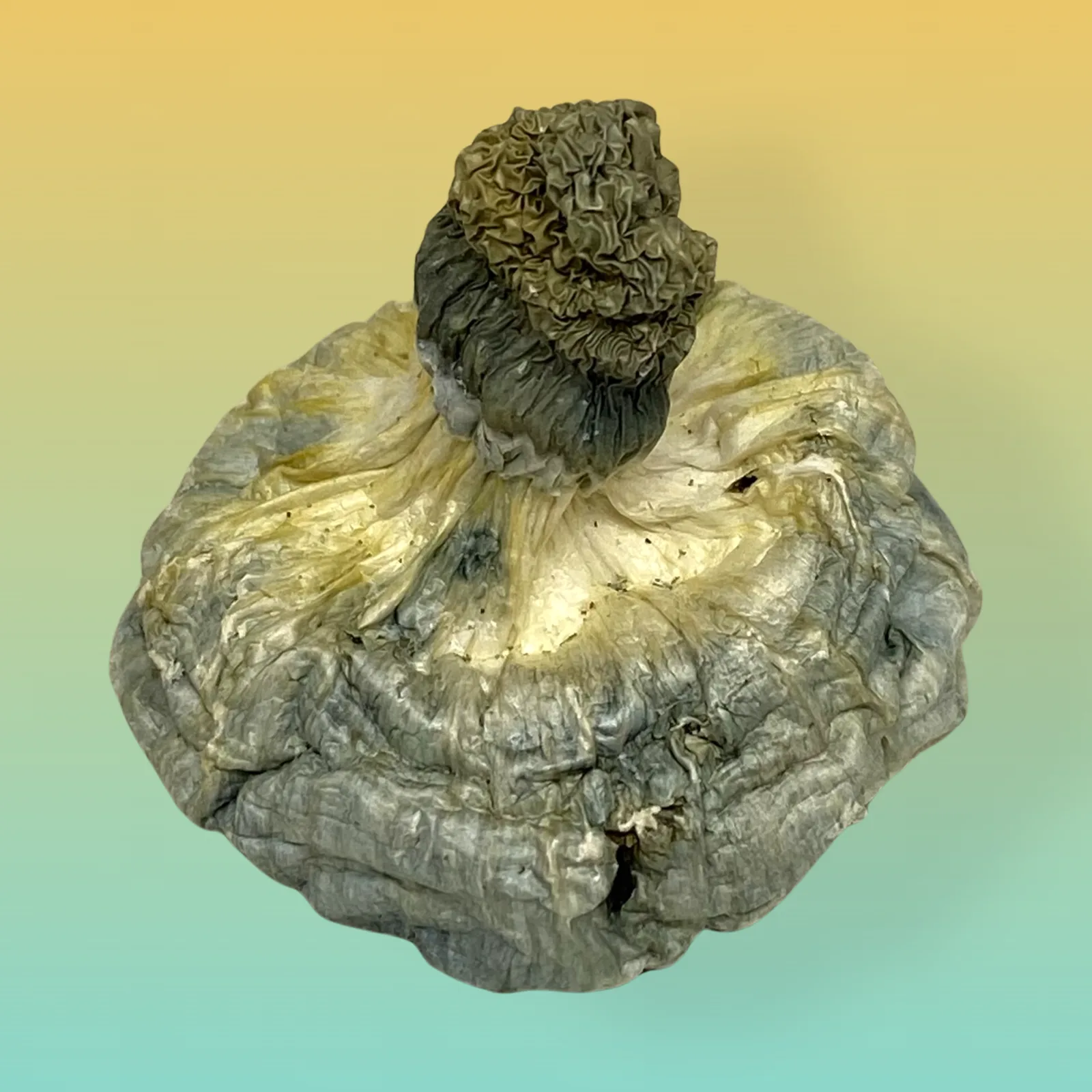 APETAR Psilocybin Mushrooms – High-potency mushrooms offering euphoria and mental clarity.