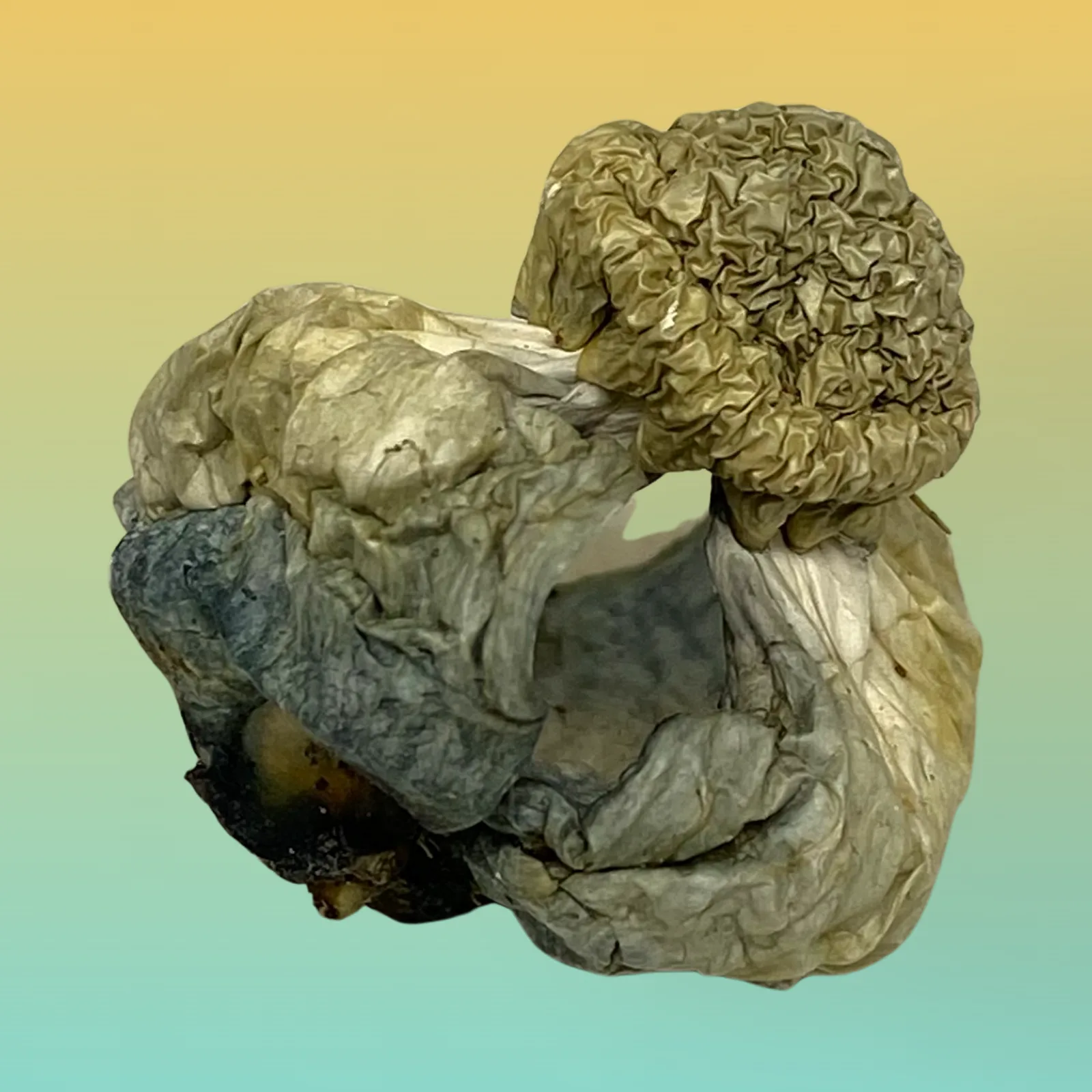 APETAR Psilocybin Mushrooms – High-potency mushrooms offering euphoria and mental clarity.