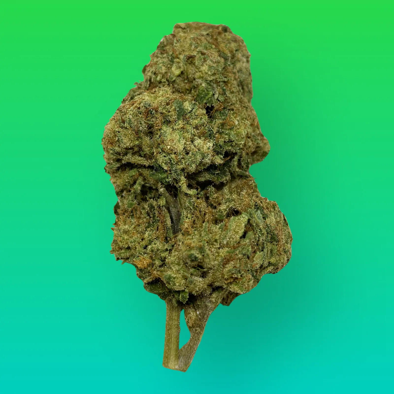 All Gas OG cannabis buds with dense, gassy diesel aroma