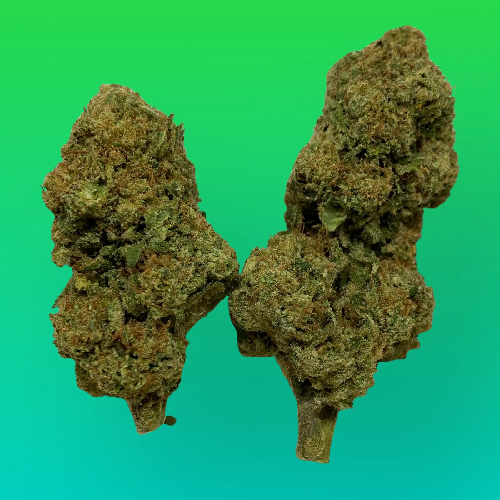 All Gas OG cannabis buds with dense, gassy diesel aroma