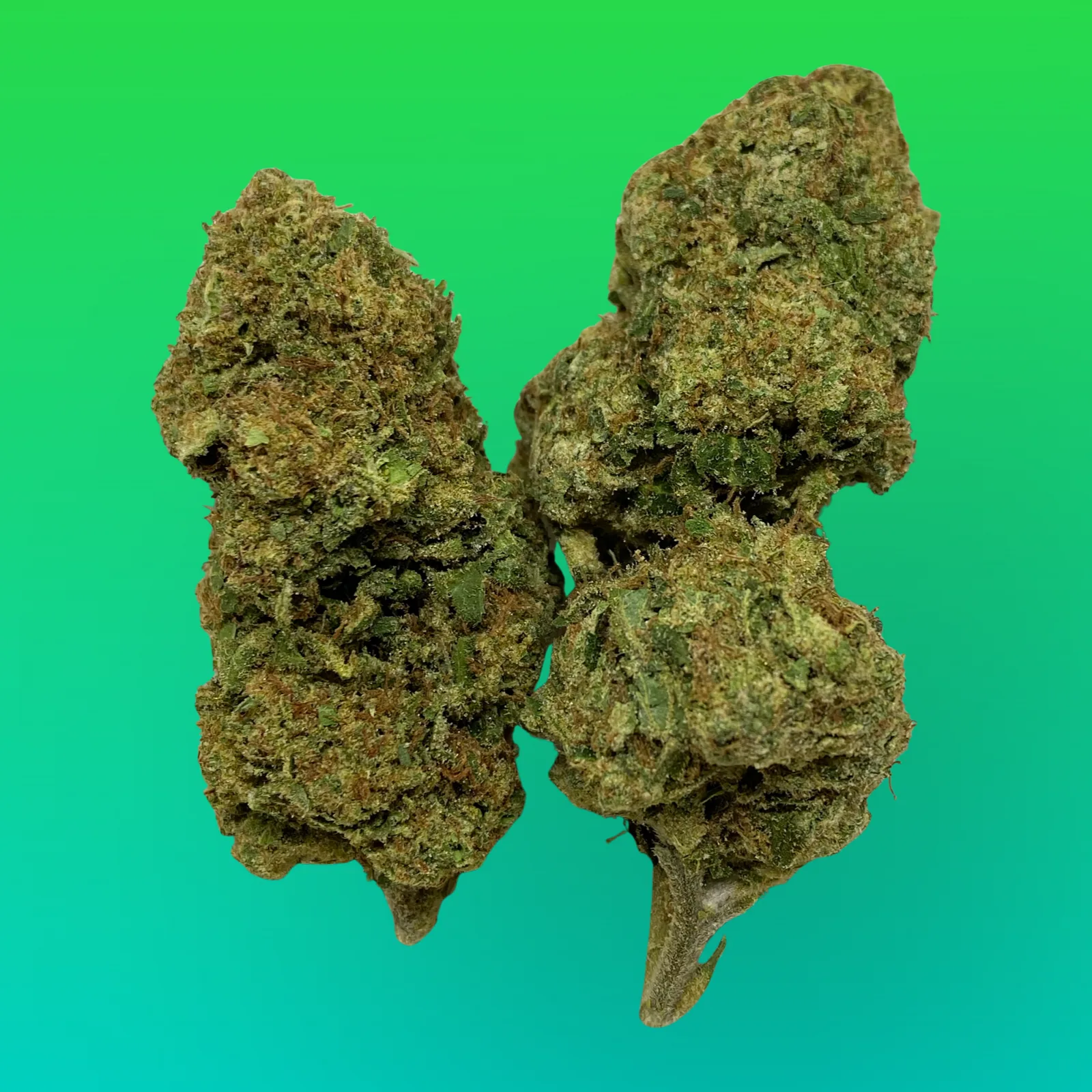 All Gas OG cannabis buds with dense, gassy diesel aroma