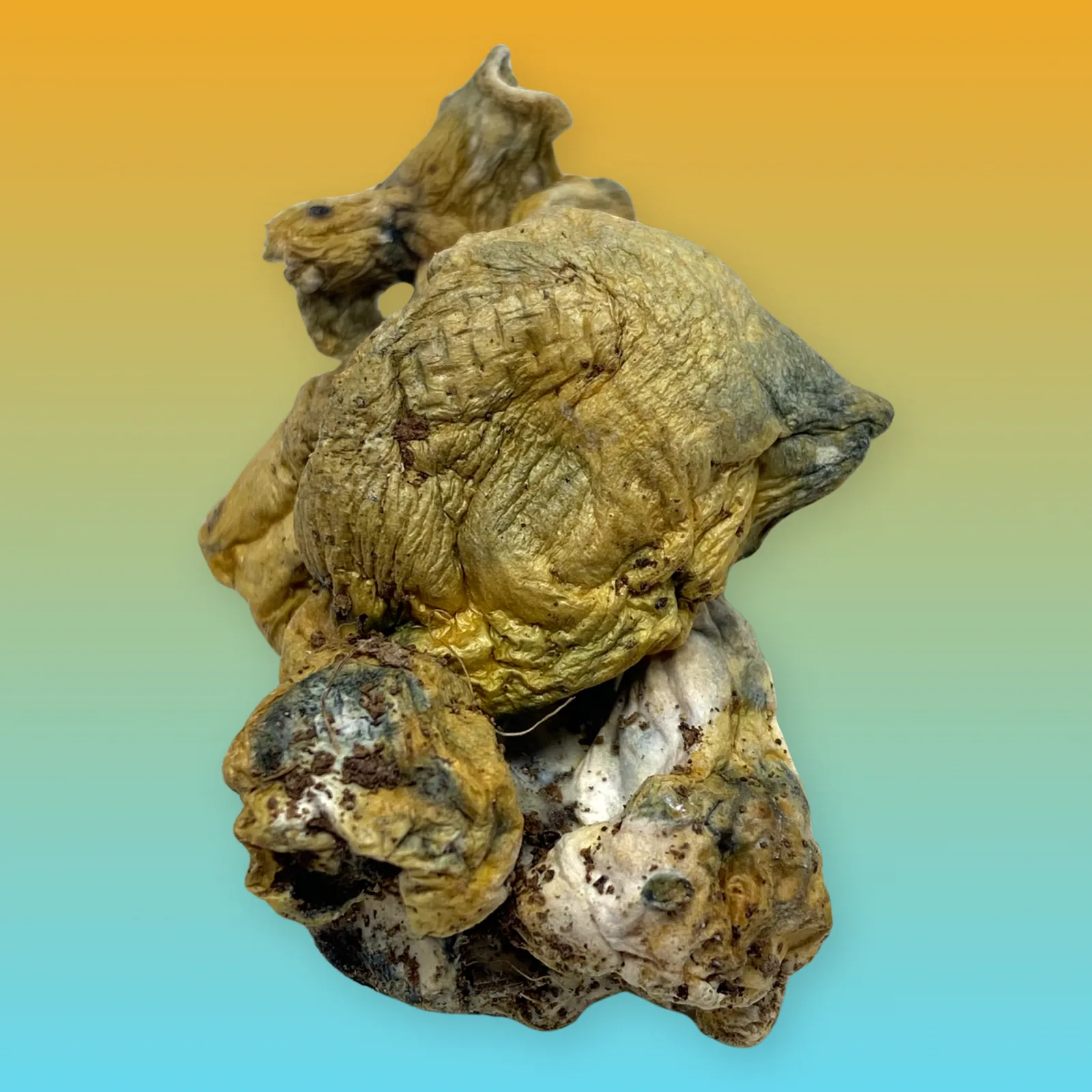 Tidal Wave psilocybin mushroom strain with thick stems and dense caps