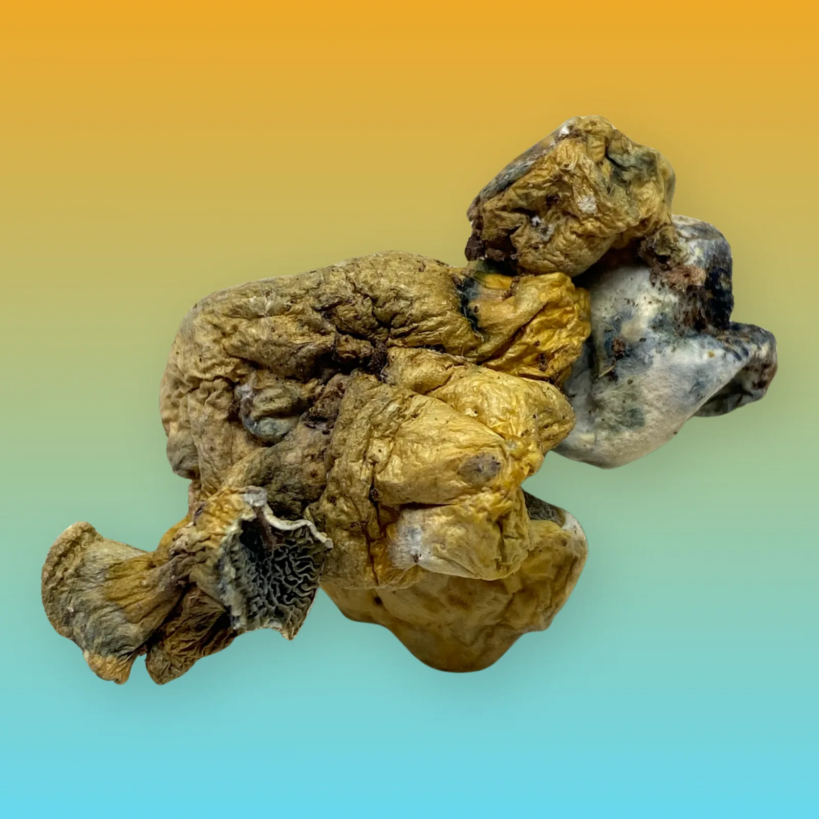 Tidal Wave psilocybin mushroom strain with thick stems and dense caps