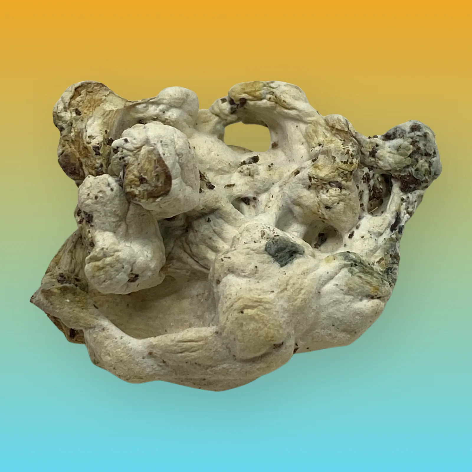 Tidal Wave psilocybin mushroom strain with thick stems and dense caps