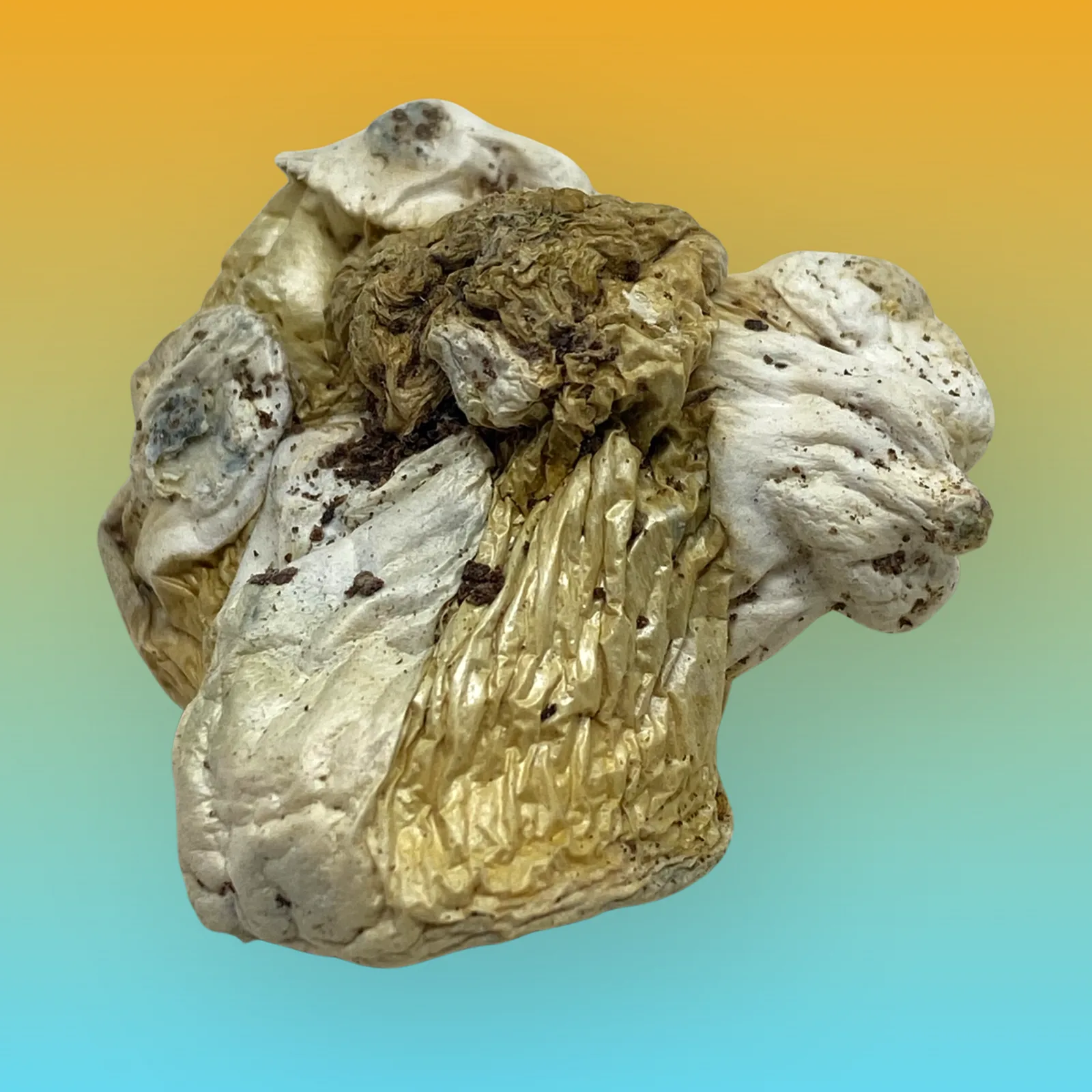 Tidal Wave psilocybin mushroom strain with thick stems and dense caps