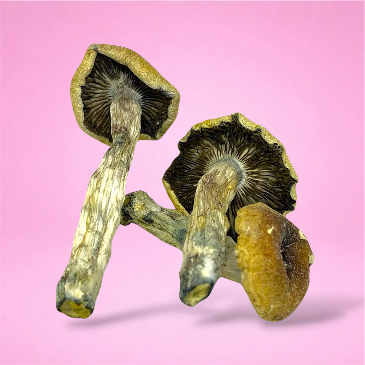 Trinity psilocybin mushrooms with twisted stems and capped tops, known for balanced psychedelic effects and vivid visuals