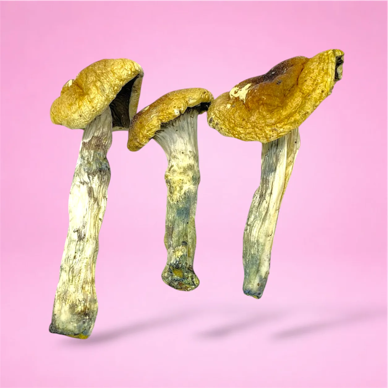 Trinity psilocybin mushrooms with twisted stems and capped tops, known for balanced psychedelic effects and vivid visuals