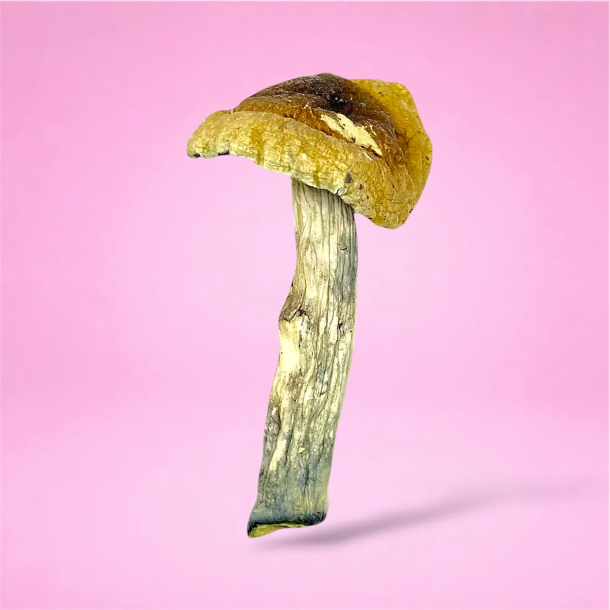 Trinity psilocybin mushrooms with twisted stems and capped tops, known for balanced psychedelic effects and vivid visuals