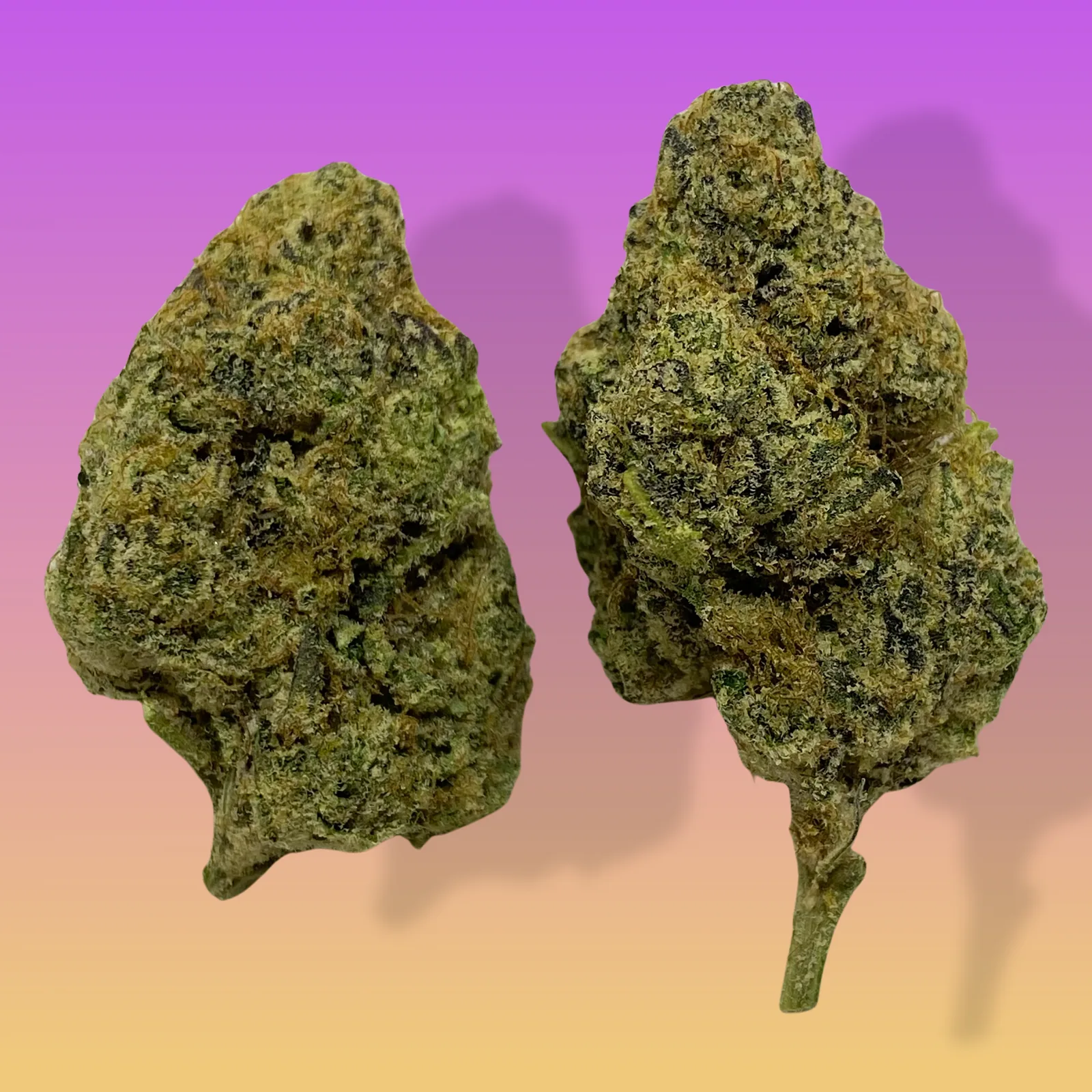 Wedding Cake cannabis strain buds with frosty trichomes, known for sweet vanilla-cherry aroma and deeply relaxing effects