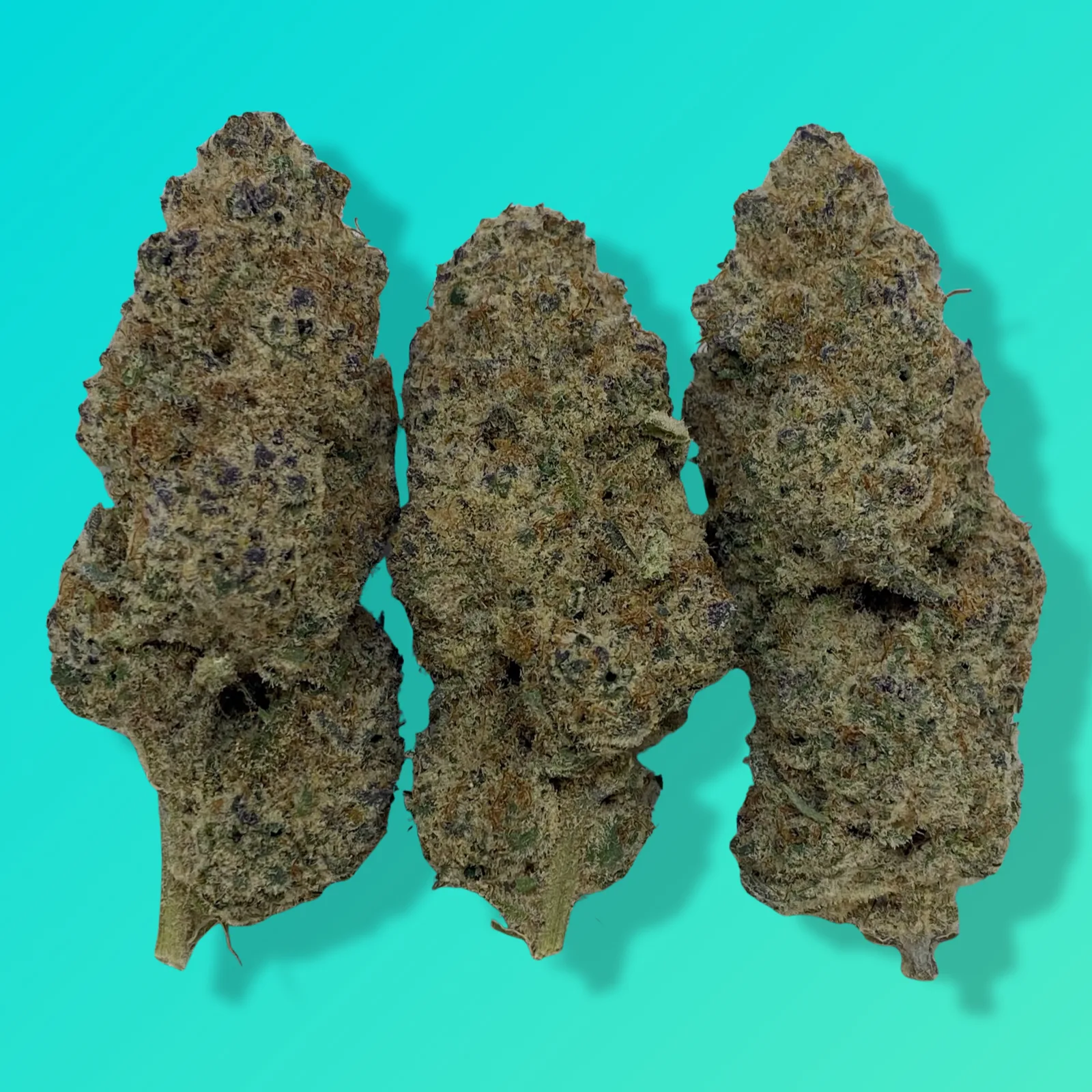 Sub Zero cannabis buds with dense structure and thick trichomes, known for sweet cherry-diesel flavor and deeply relaxing hybrid effects