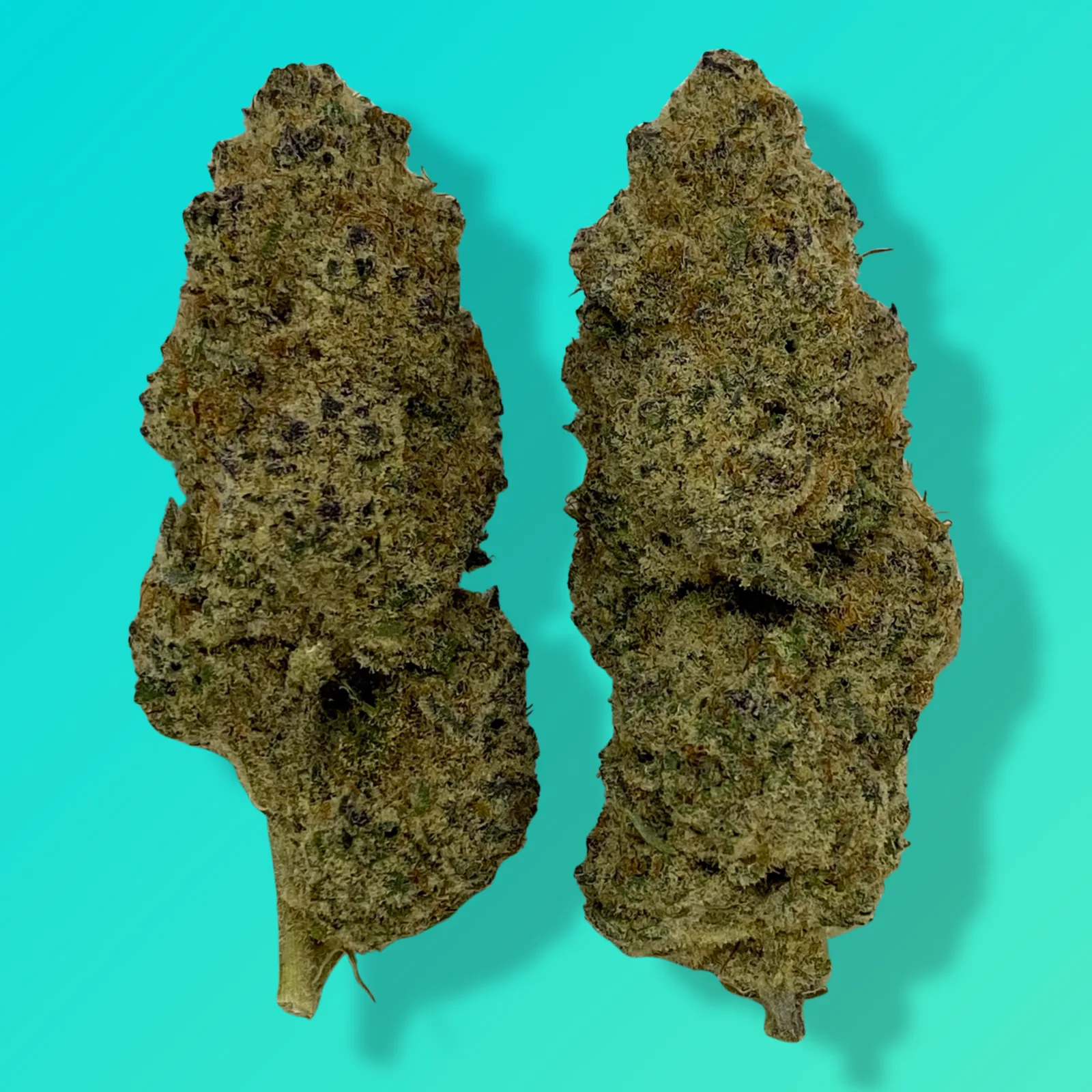 Sub Zero cannabis buds with dense structure and thick trichomes, known for sweet cherry-diesel flavor and deeply relaxing hybrid effects