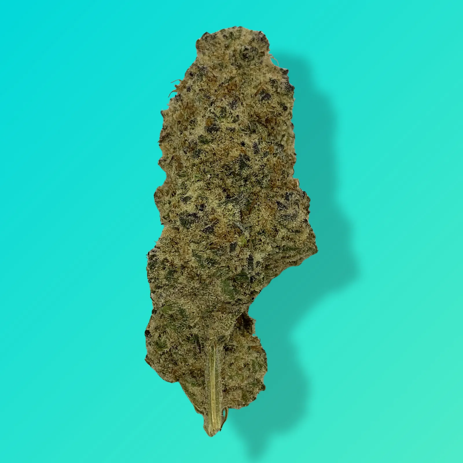 Sub Zero cannabis buds with dense structure and thick trichomes, known for sweet cherry-diesel flavor and deeply relaxing hybrid effects