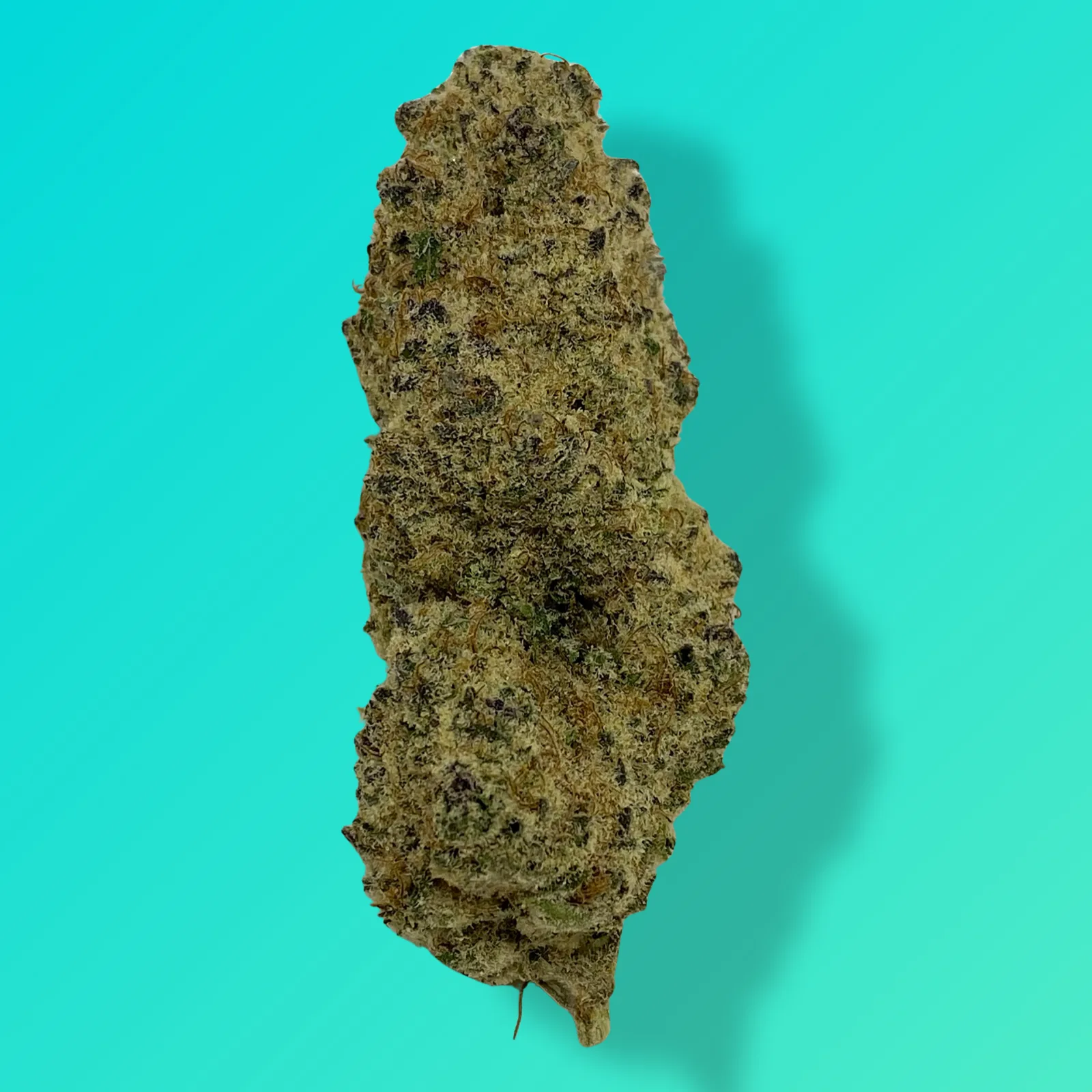 Sub Zero cannabis buds with dense structure and thick trichomes, known for sweet cherry-diesel flavor and deeply relaxing hybrid effects