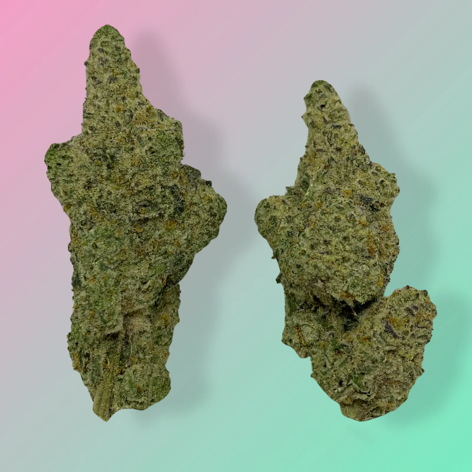 Baked in Bushwick Cap Junky Strain – 33-34% THC, hybrid strain with frosty buds and a sweet, fruity aroma.