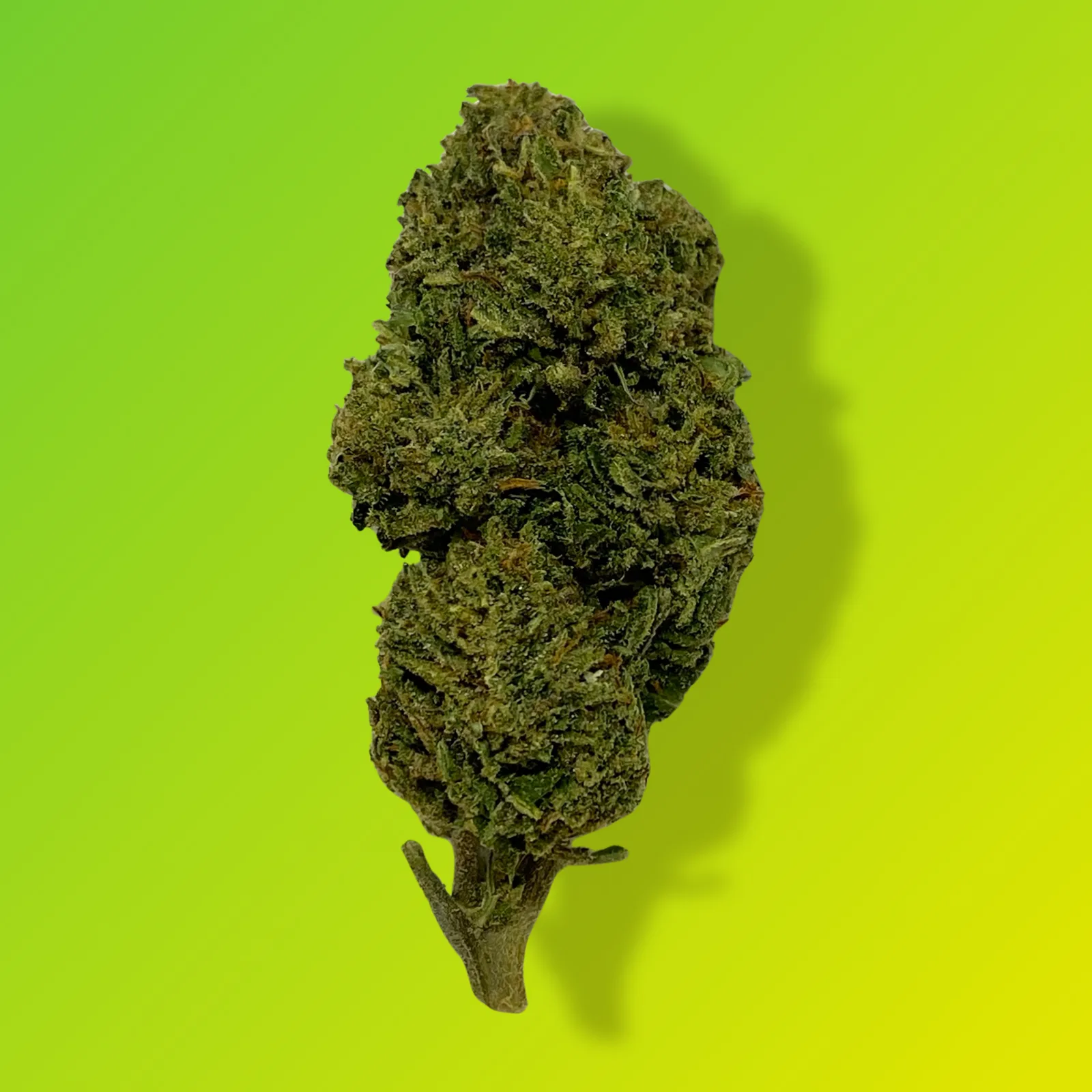 Baked in Bushwick Banana Jelly Strain – 20-31% THC, indica-dominant hybrid with frosty buds and sweet banana flavor.